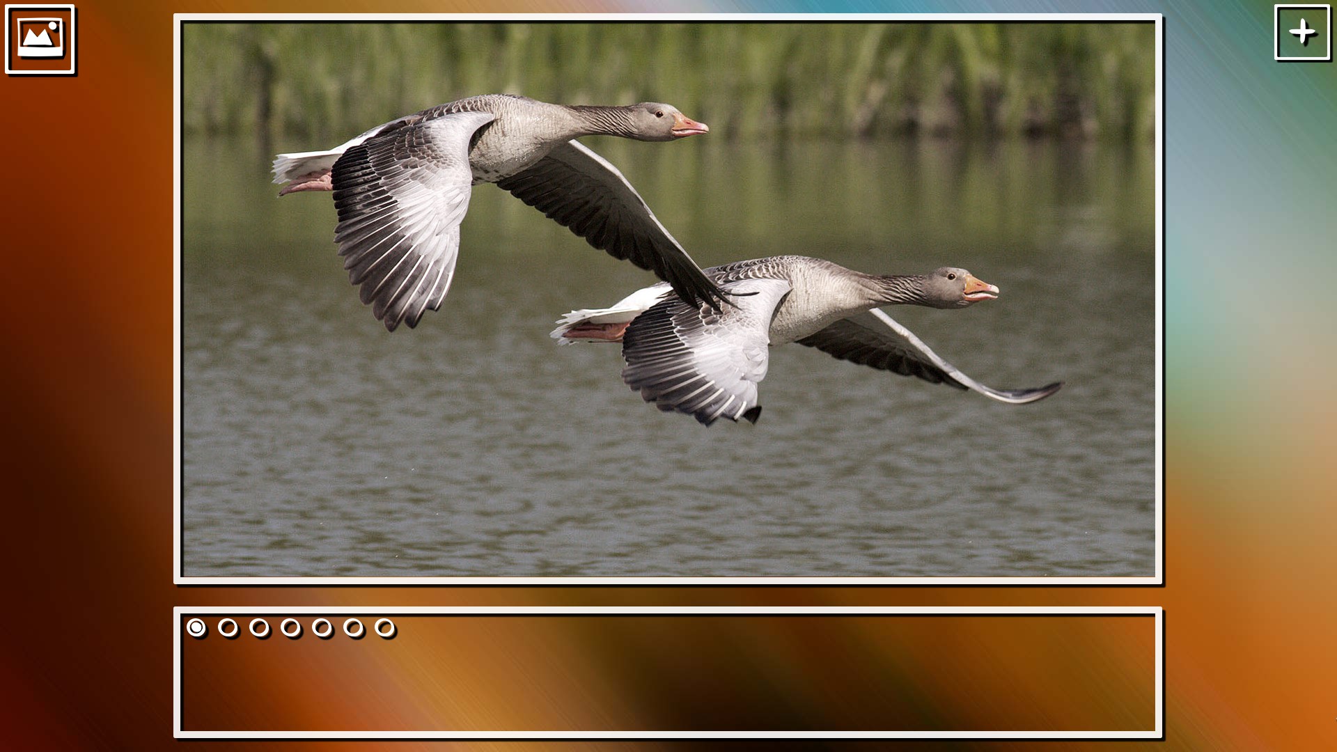 Super Jigsaw Puzzle: Generations – Birds Puzzles