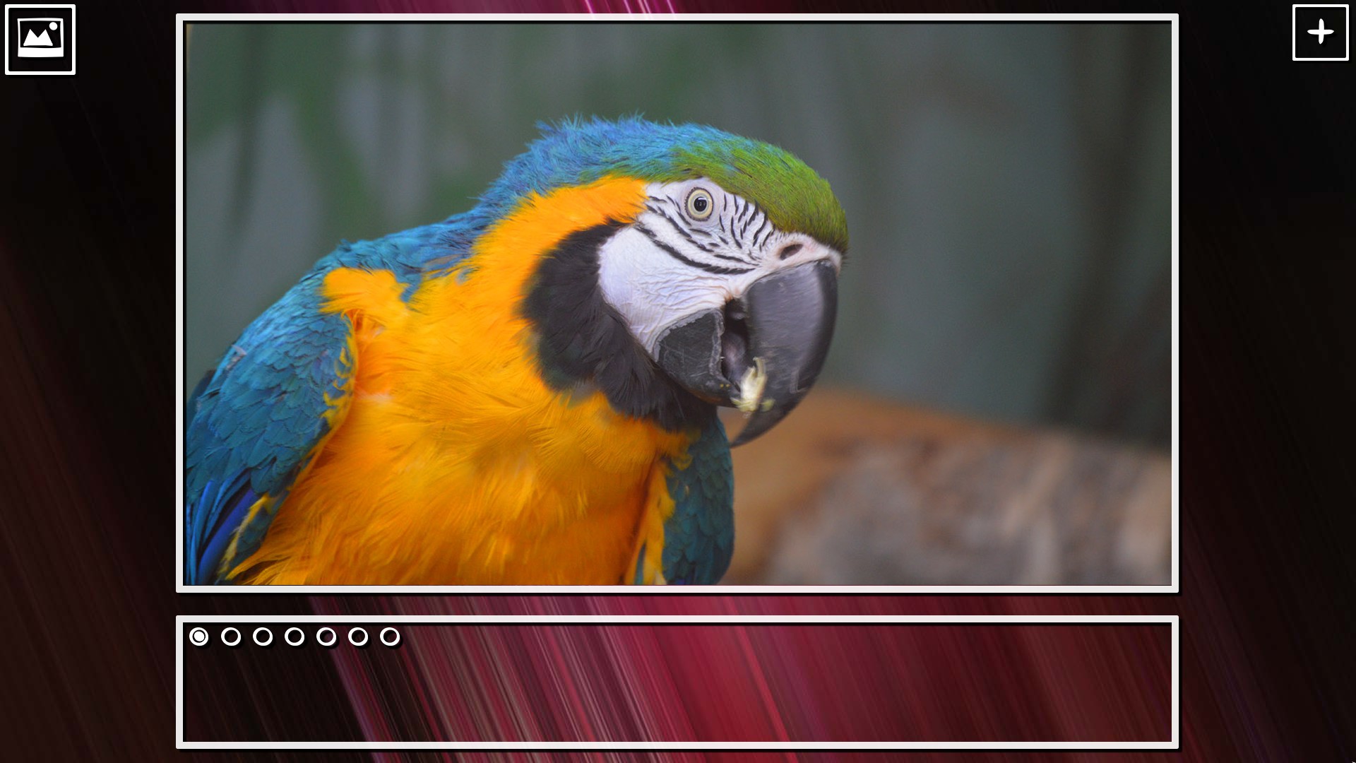 Super Jigsaw Puzzle: Generations – Birds Puzzles