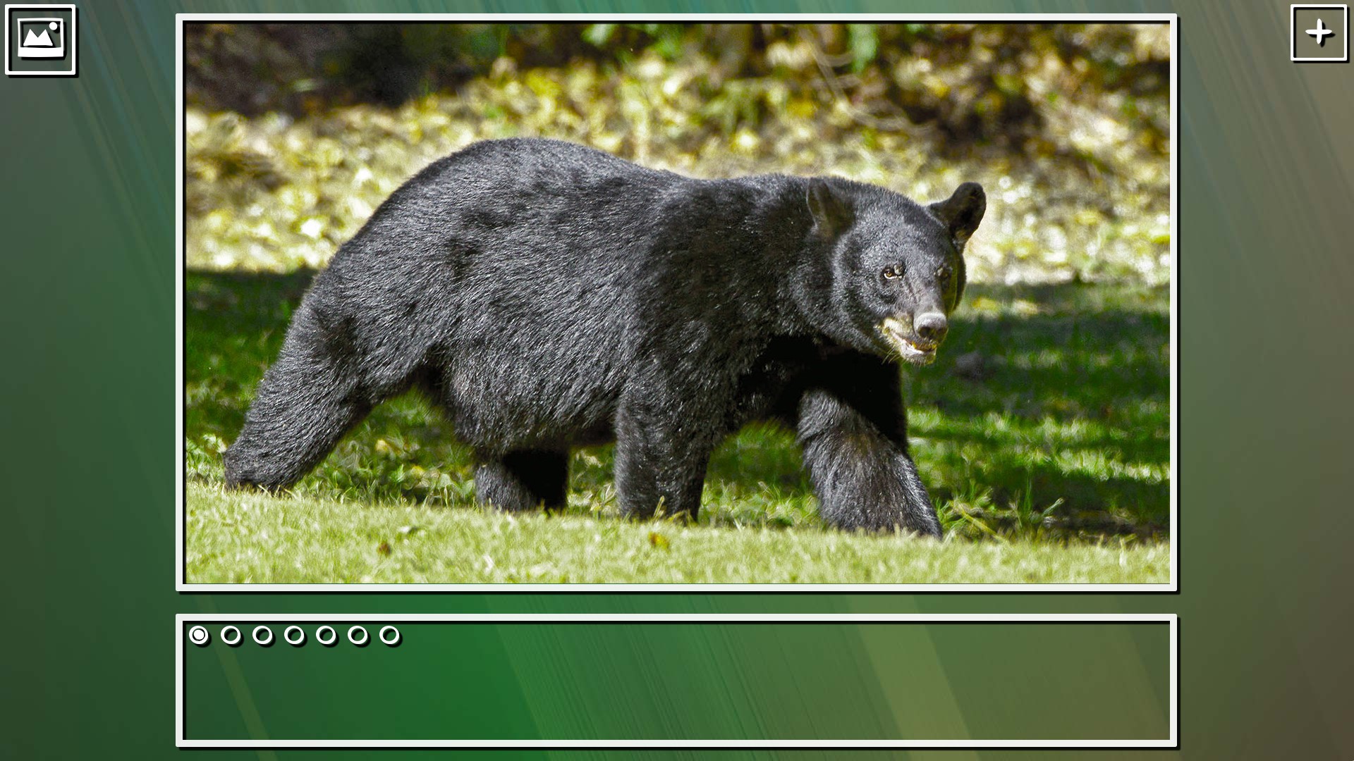 Super Jigsaw Puzzle: Generations – Bears Puzzles