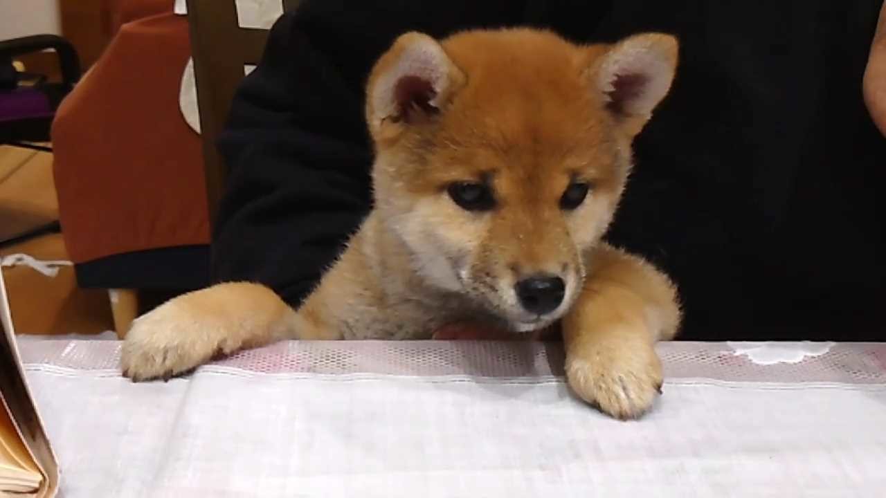 Shiba Mekuri