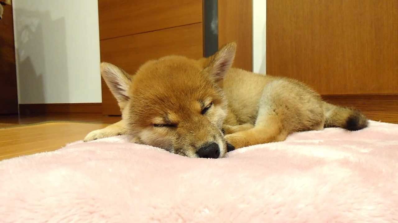 Shiba Mekuri