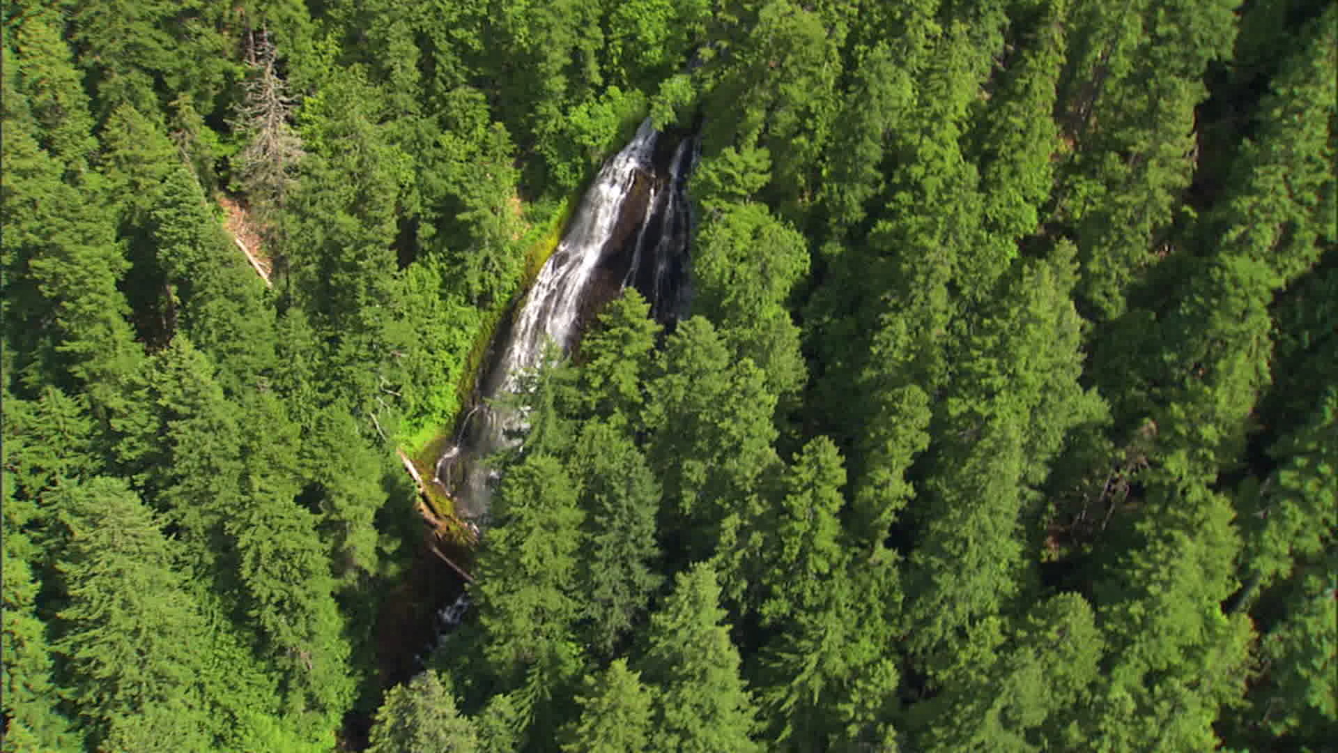 Bigfoot Blood Trap
