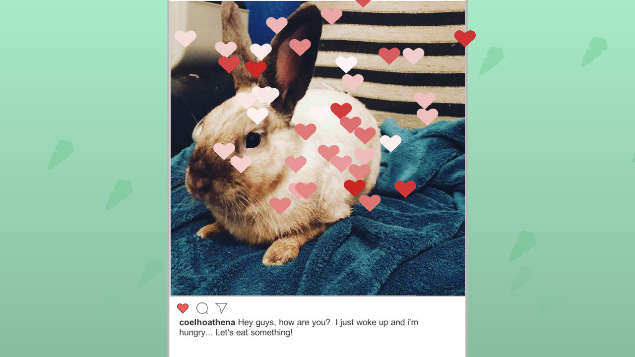 Athena, the rabbit: Jigsaw Puzzle