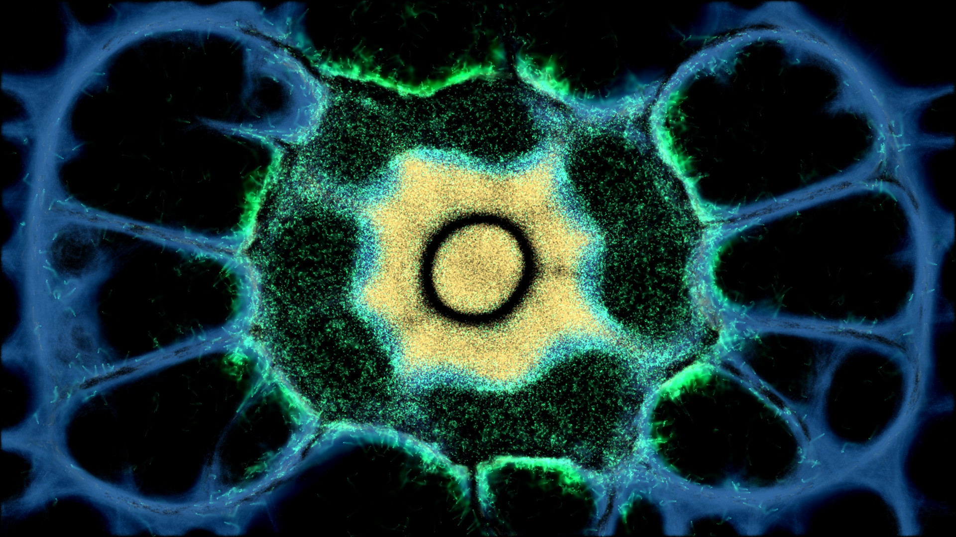 Physarum: Slime Mold Simulator