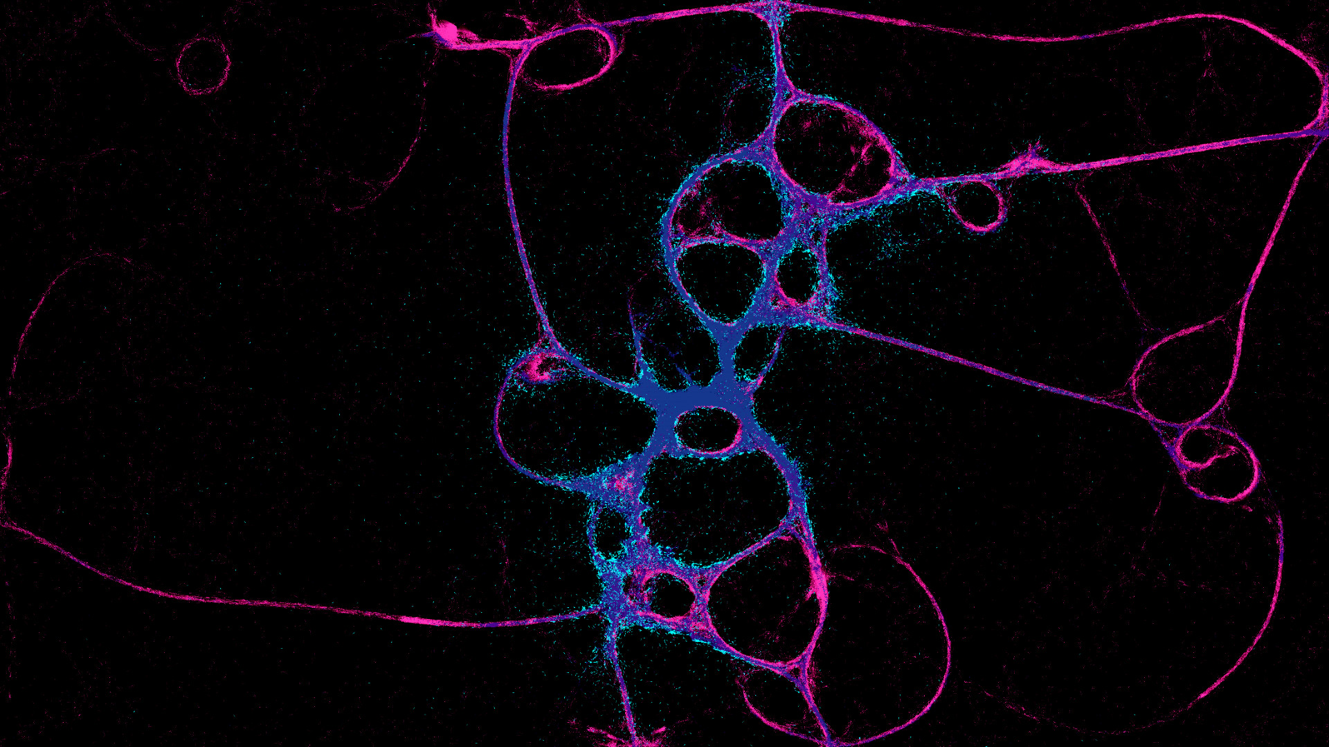 Physarum: Slime Mold Simulator