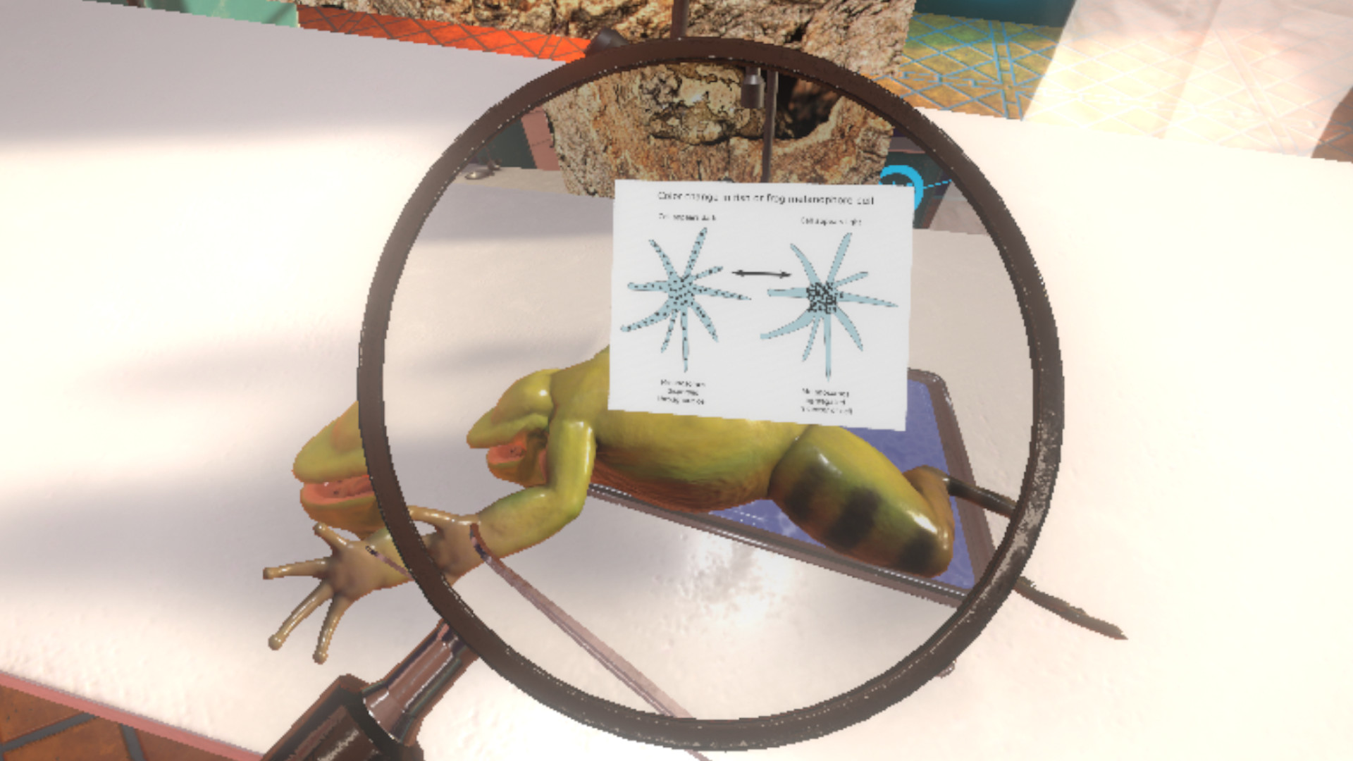 Dissection Simulator: Frog Edition