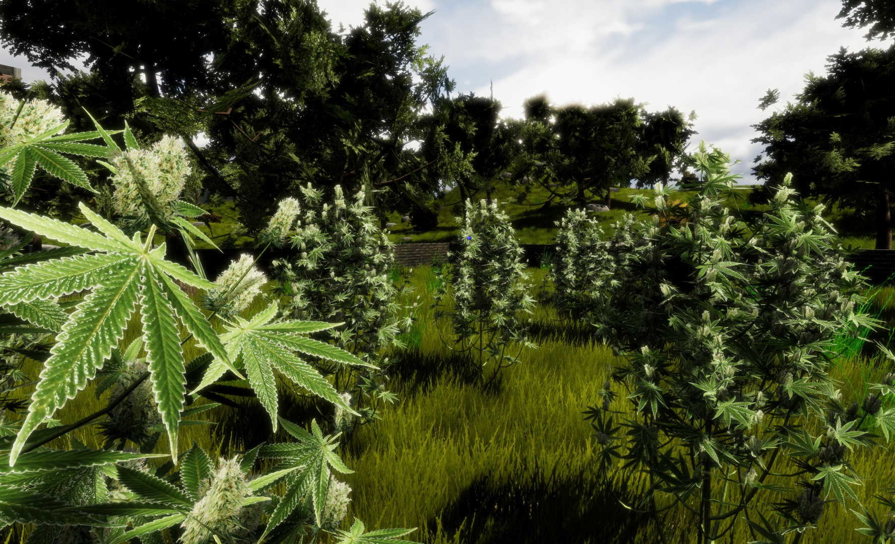 Medicinal Herbs: Cannabis Grow Simulator