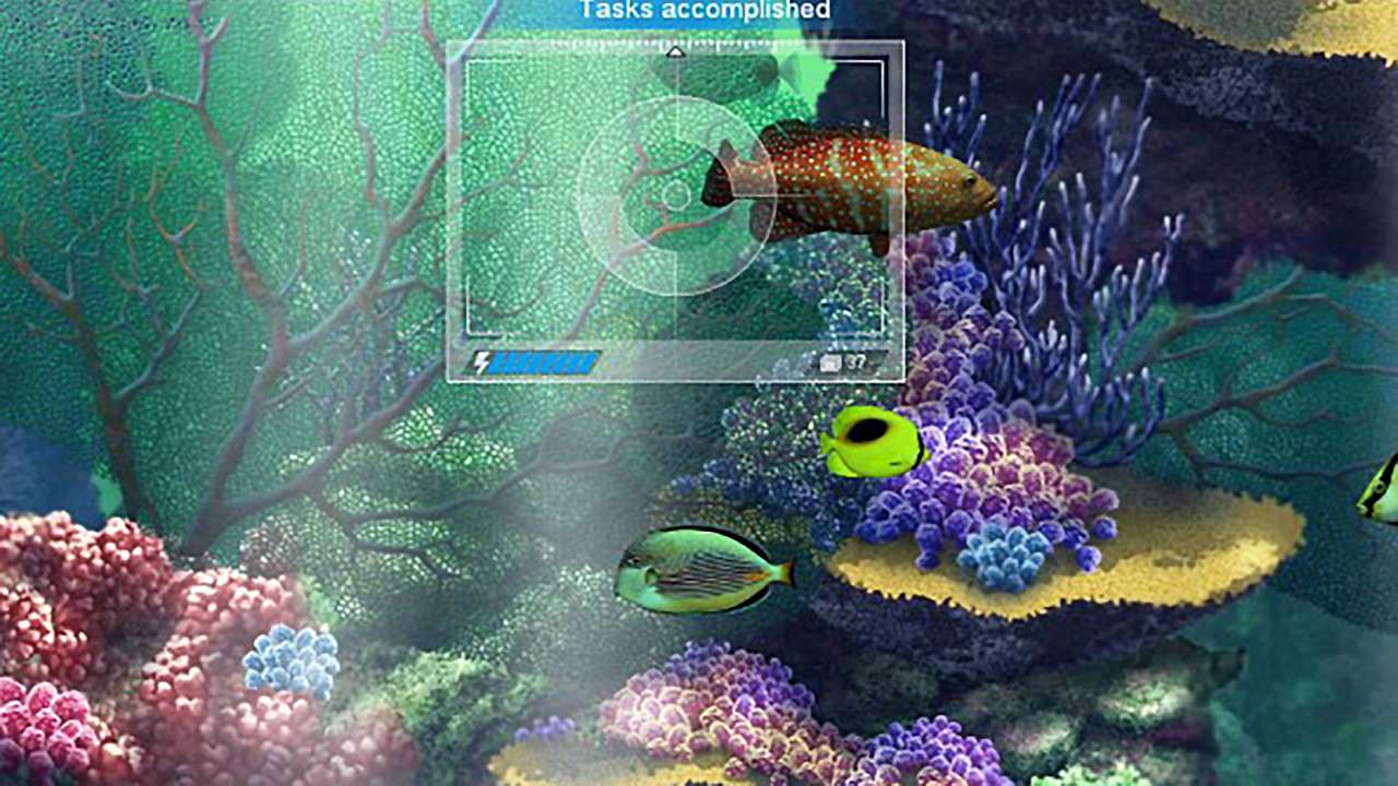 Caribbean Sea Fishes