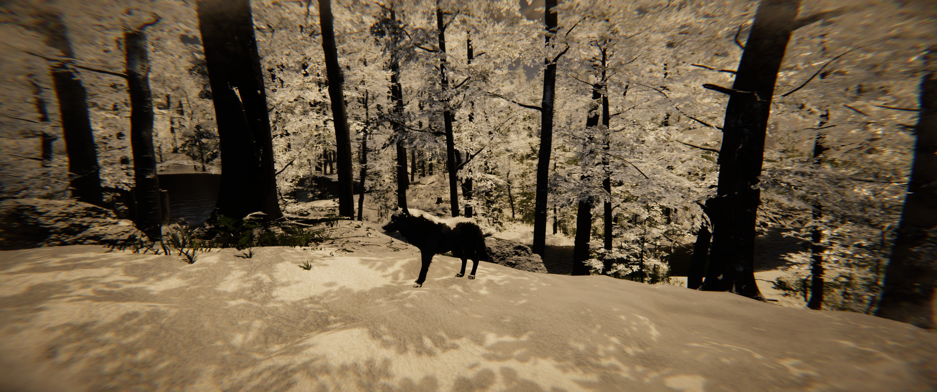 Animal Simulator