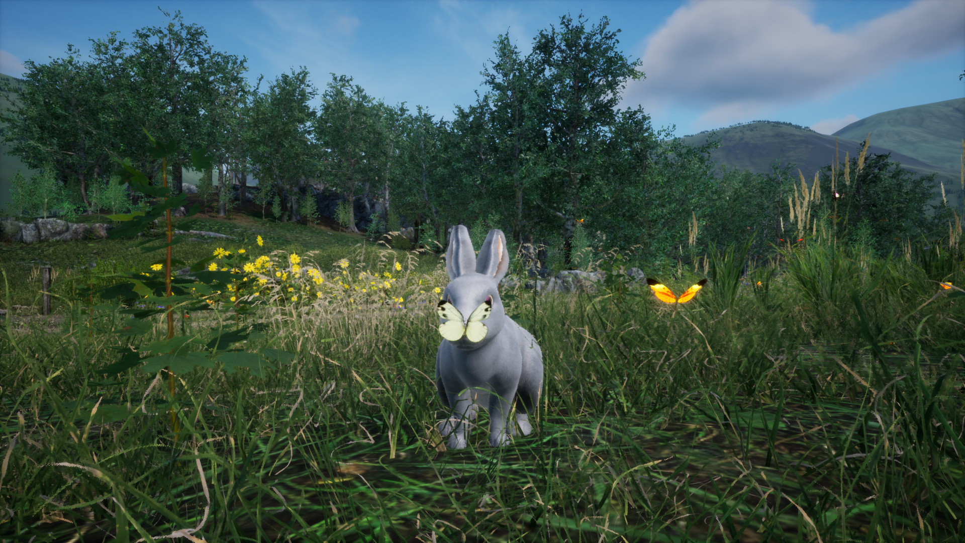 Rabbit Meadow