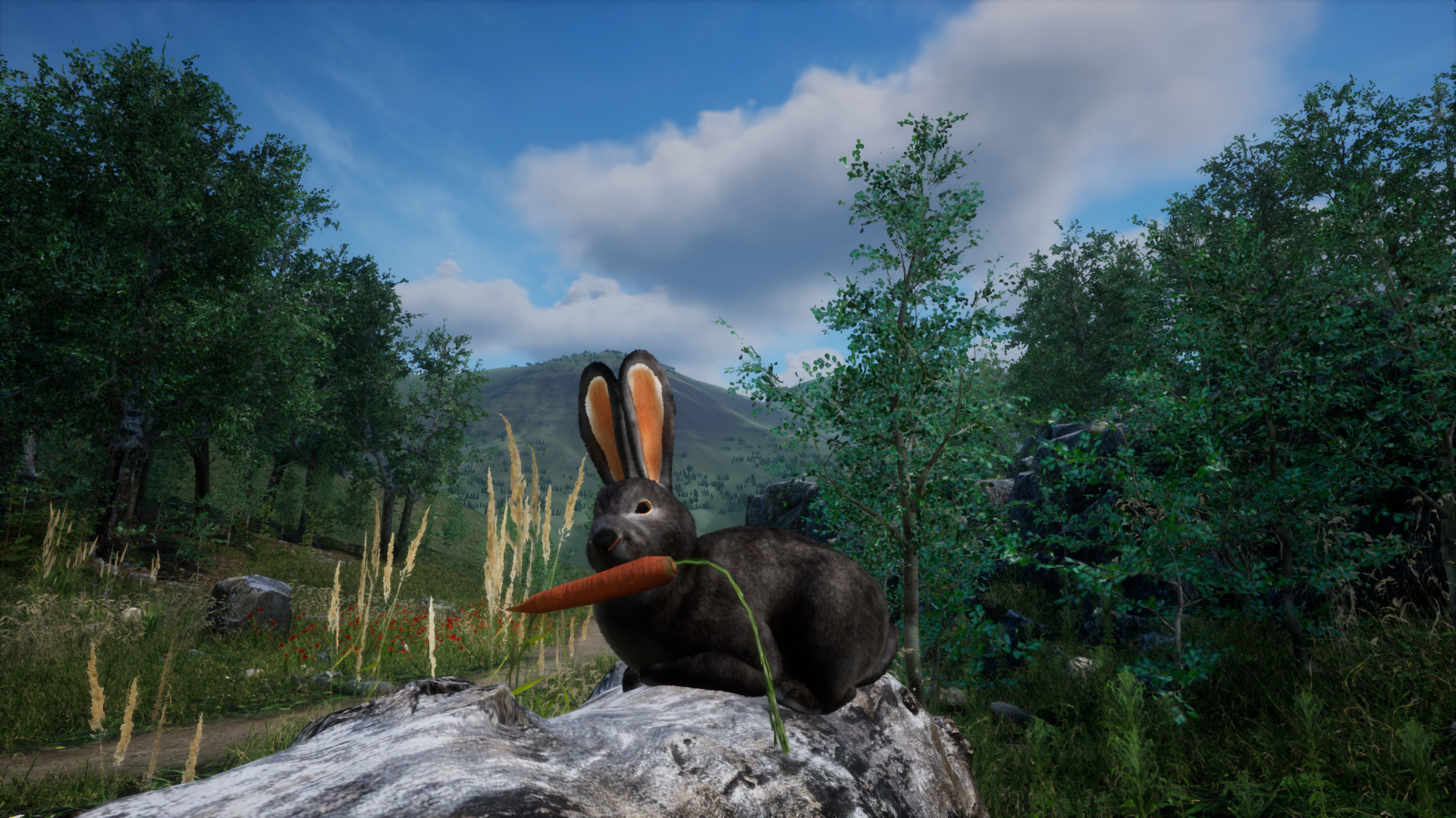 Rabbit Meadow