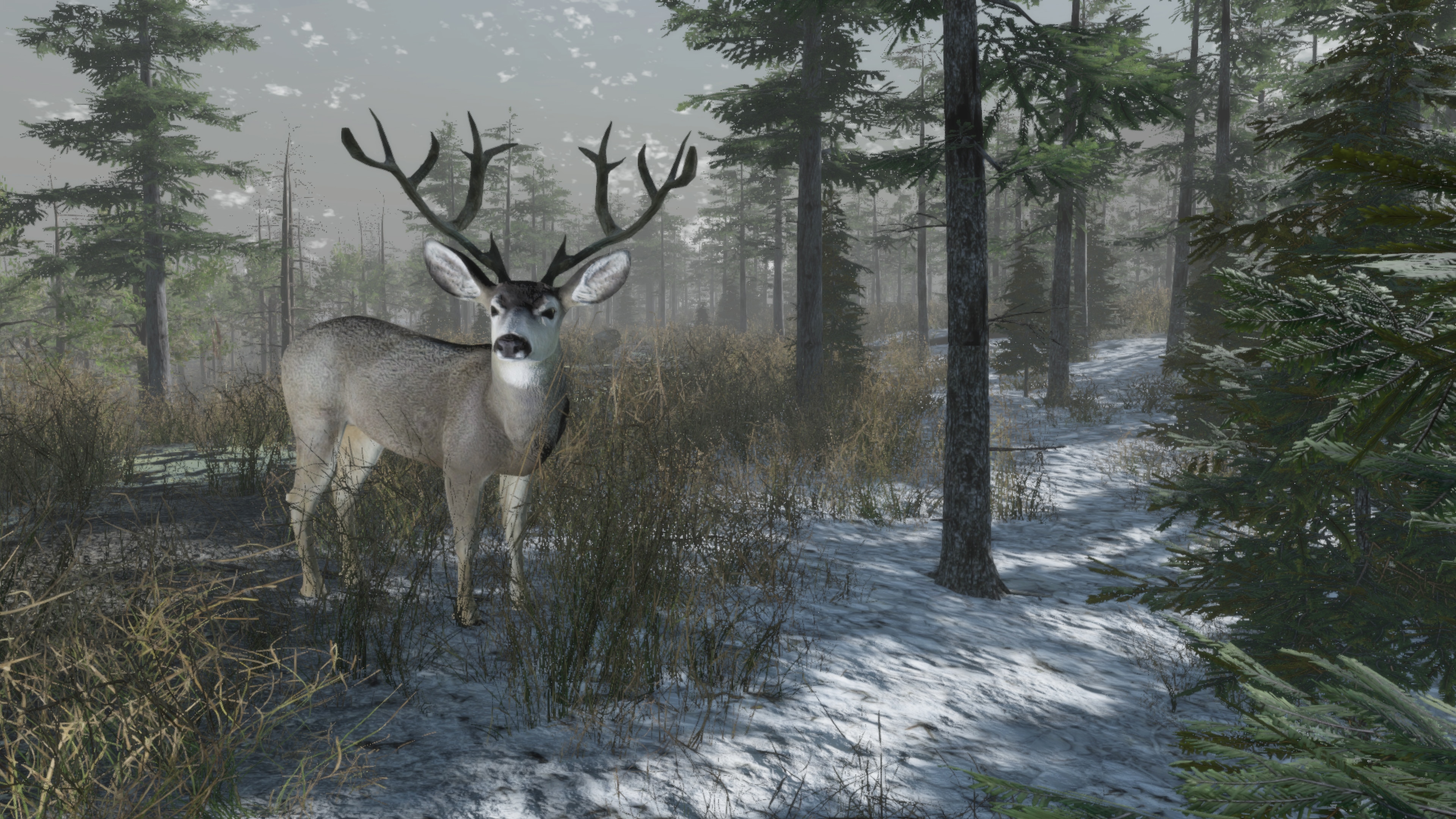 Pro Deer Hunting: Out West