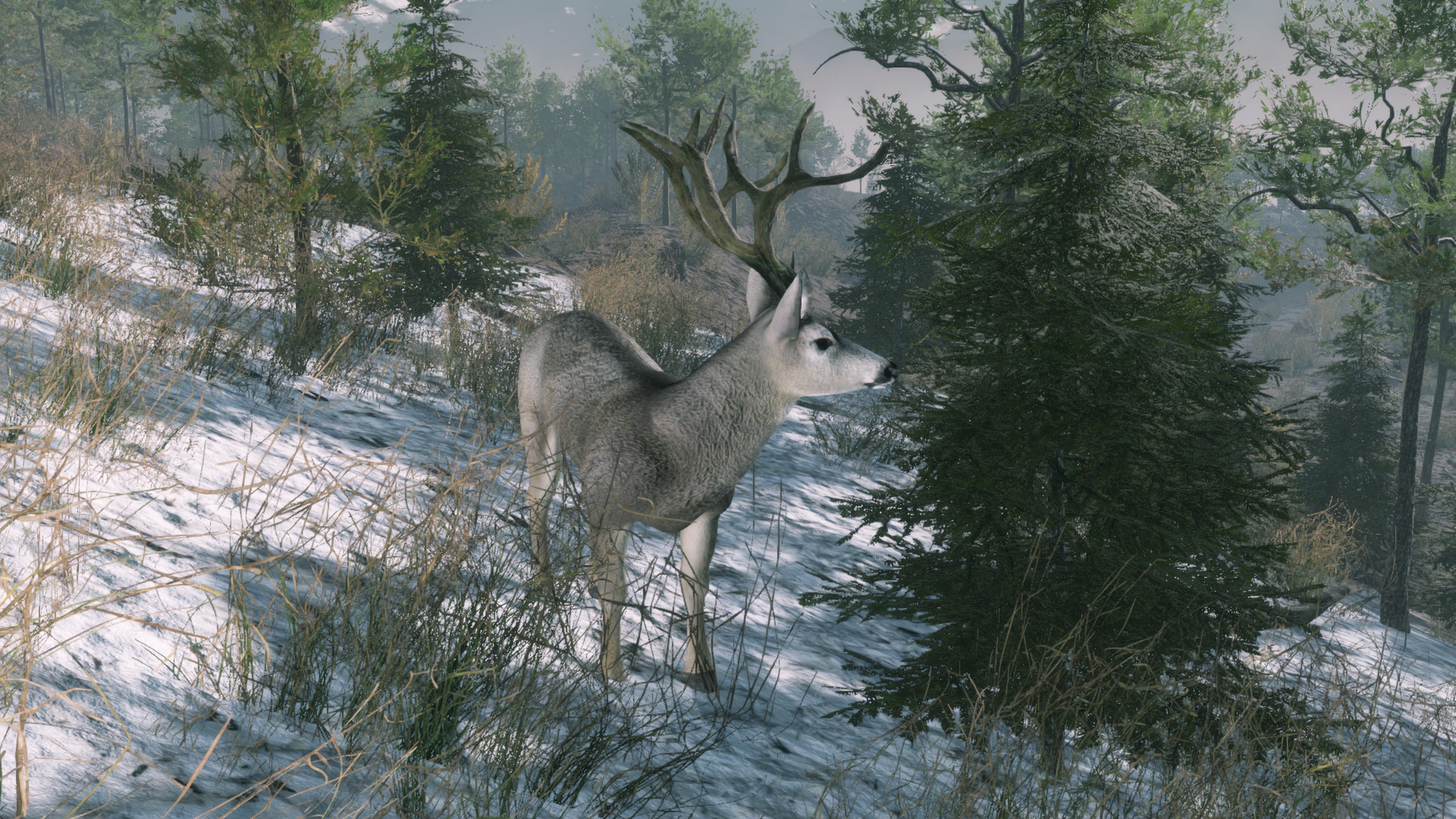 Pro Deer Hunting: Out West