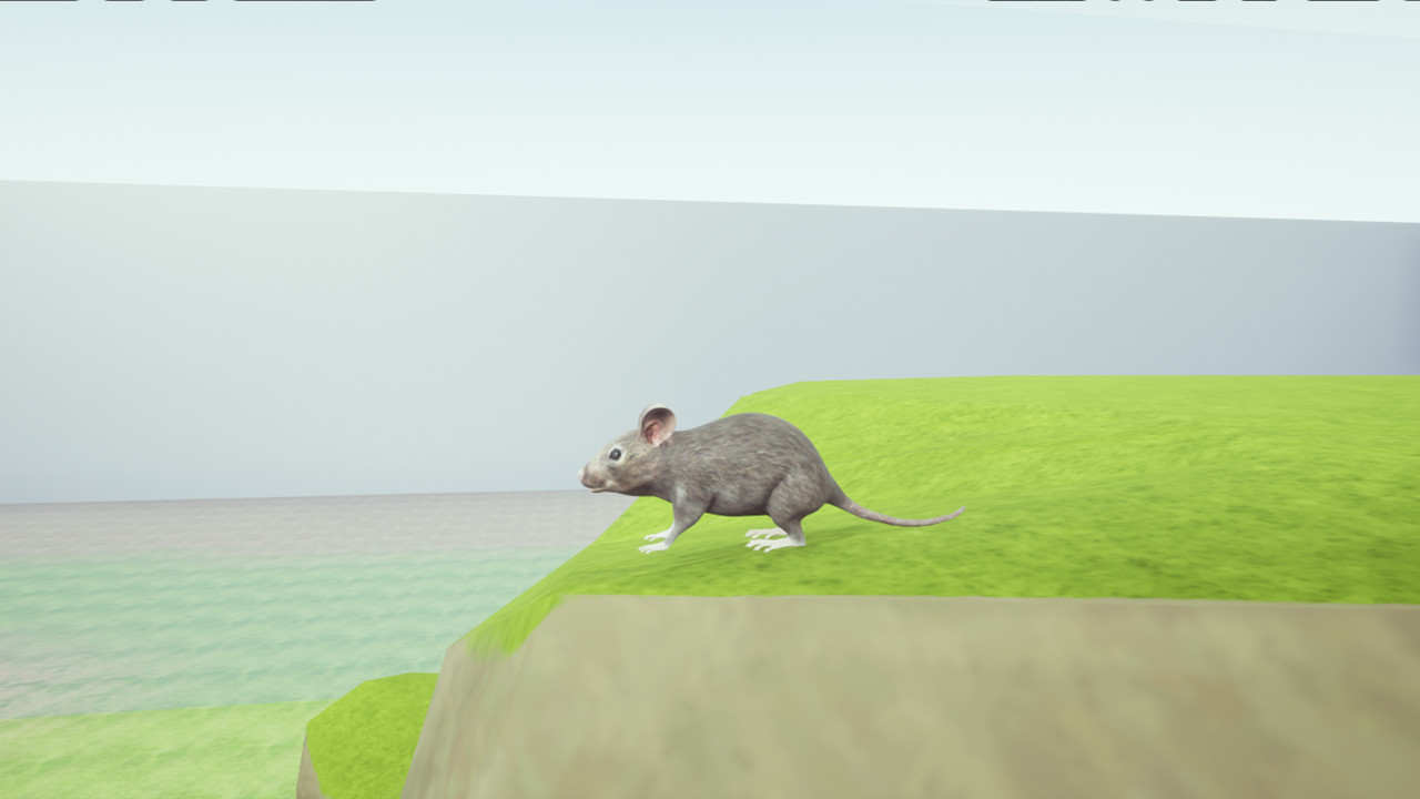 Rat Memory