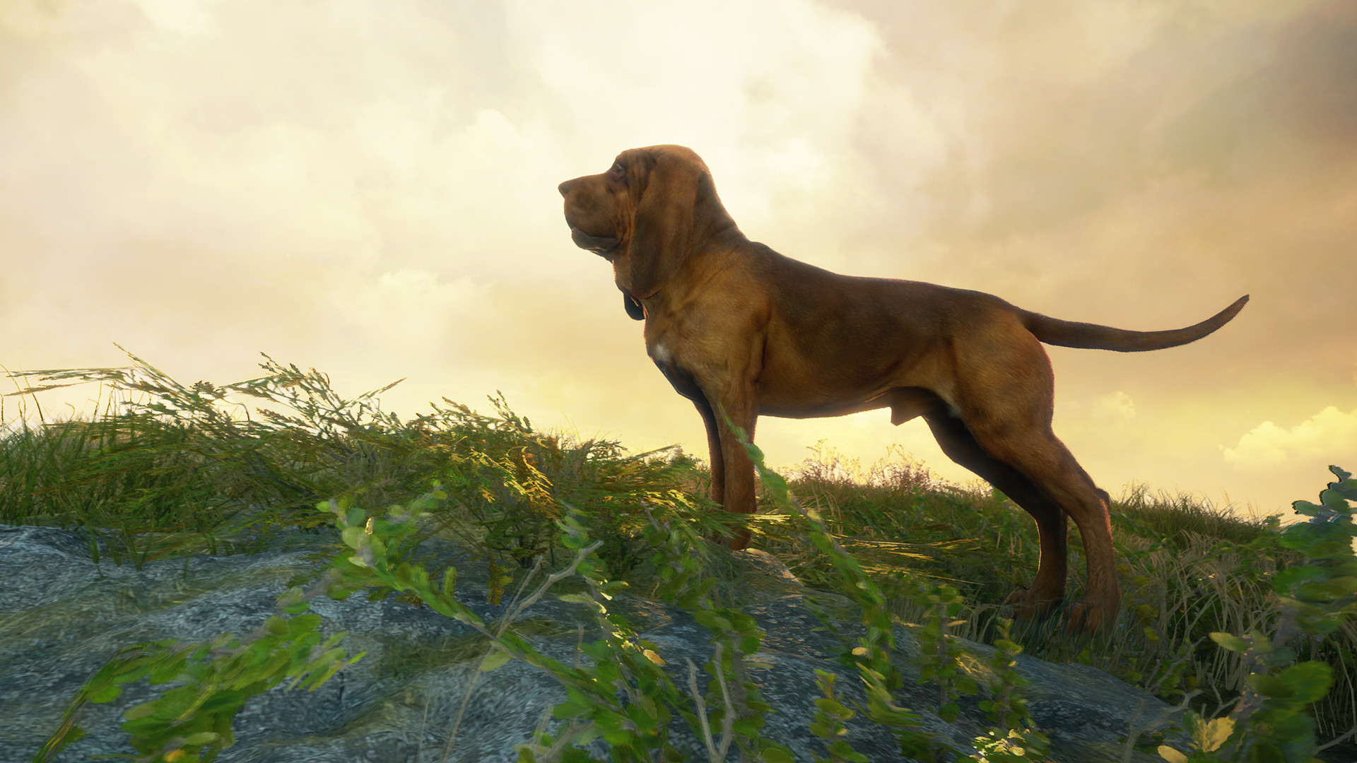 TheHunter: Call of the Wild – Bloodhound