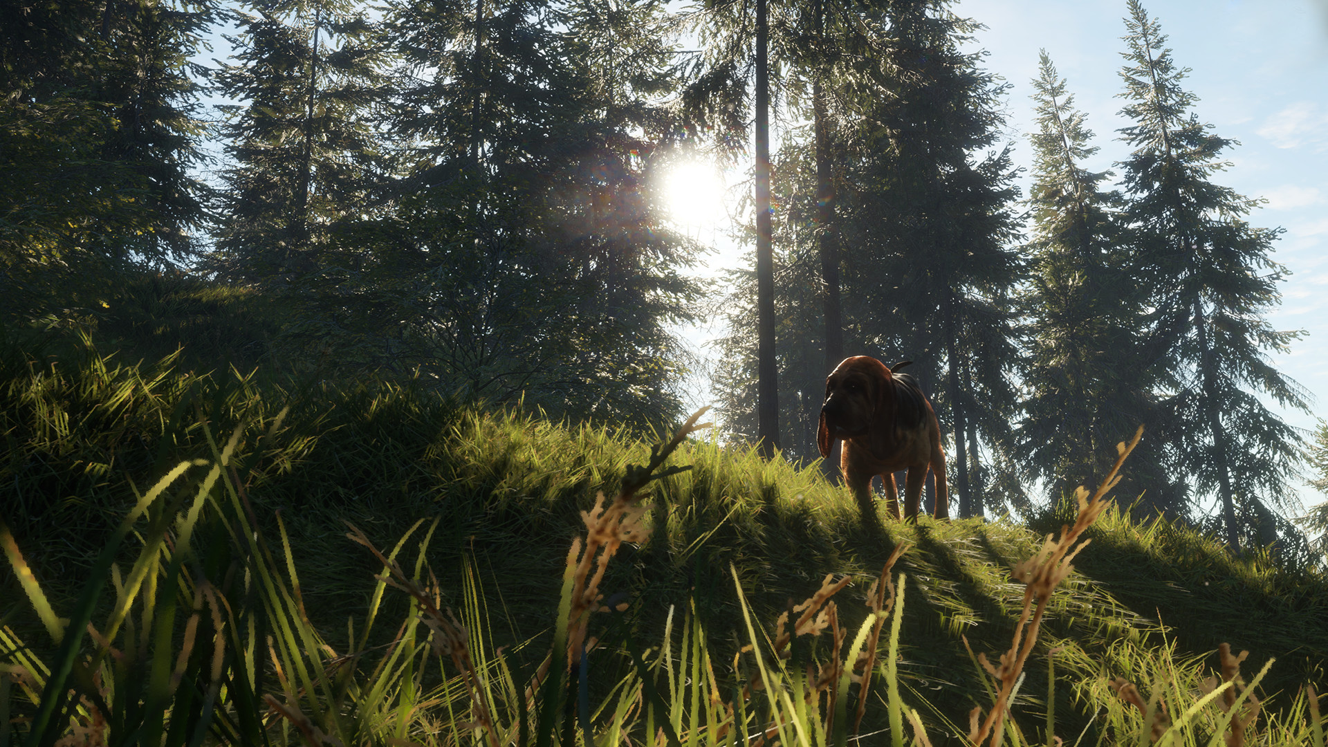 TheHunter: Call of the Wild – Bloodhound