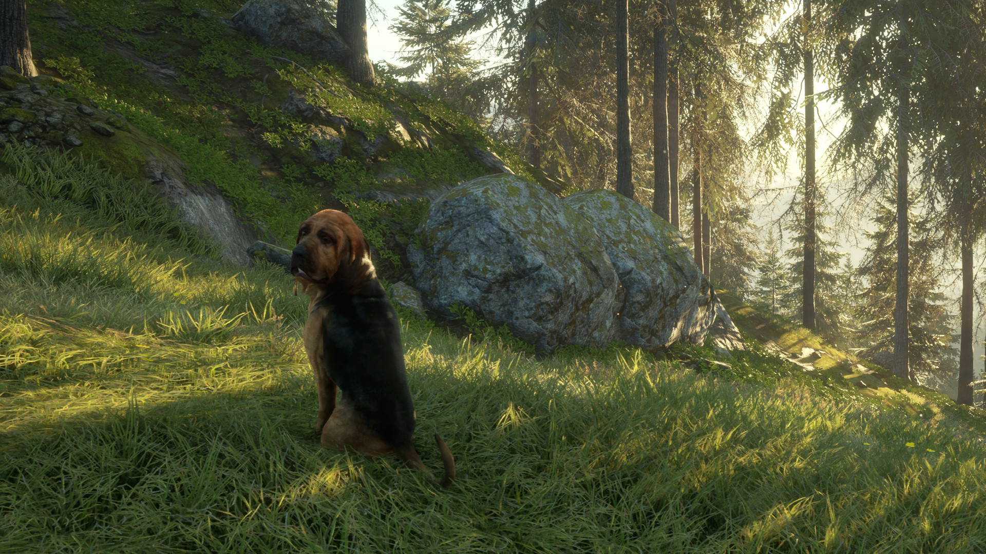 TheHunter: Call of the Wild – Bloodhound