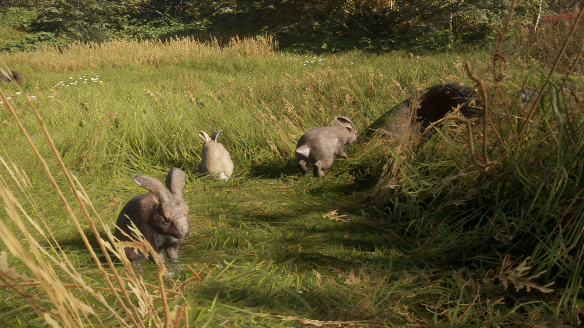 TheHunter: Call of the Wild – Free Species: European Rabbit