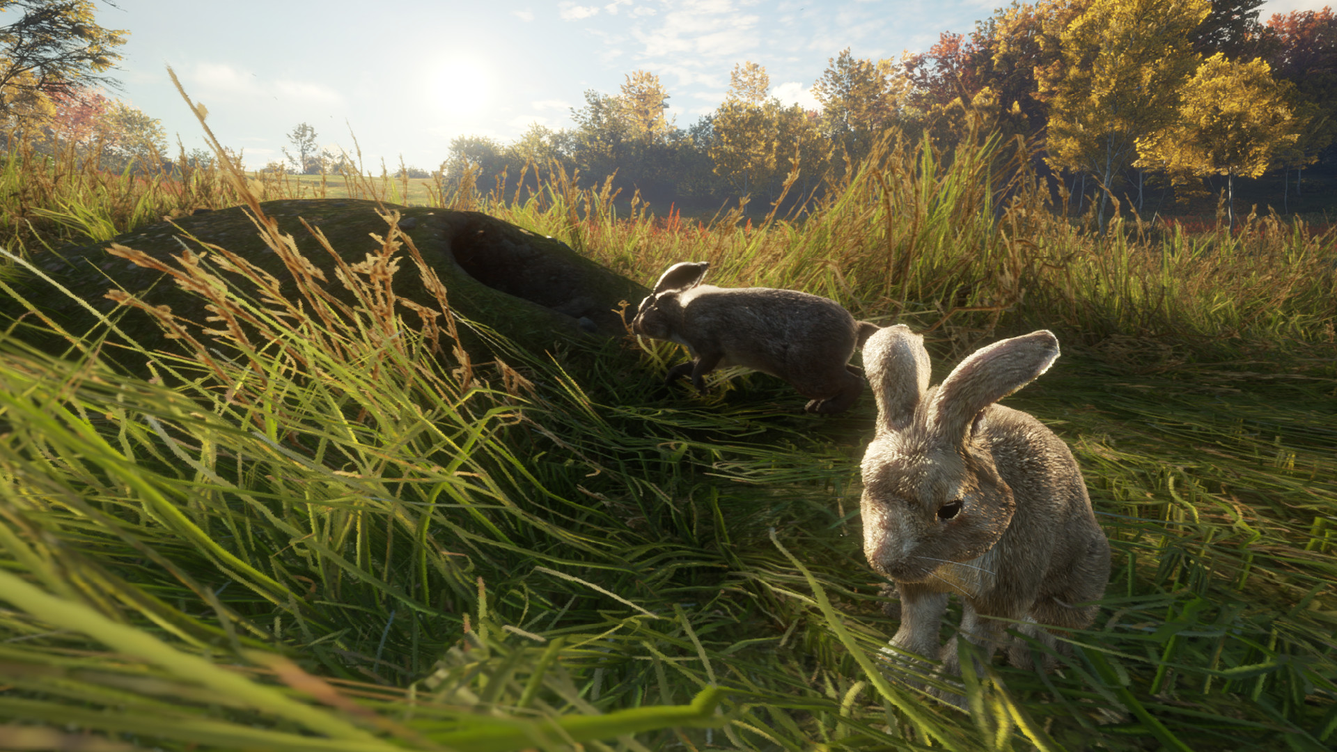 TheHunter: Call of the Wild – Free Species: European Rabbit