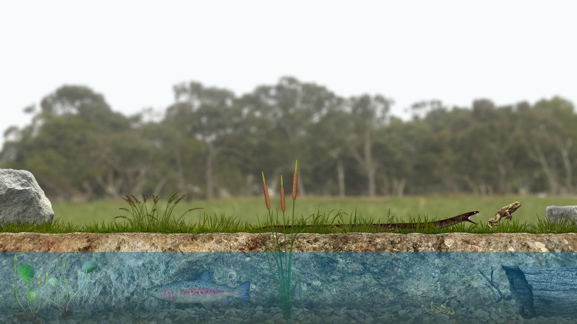 A toad well travelled