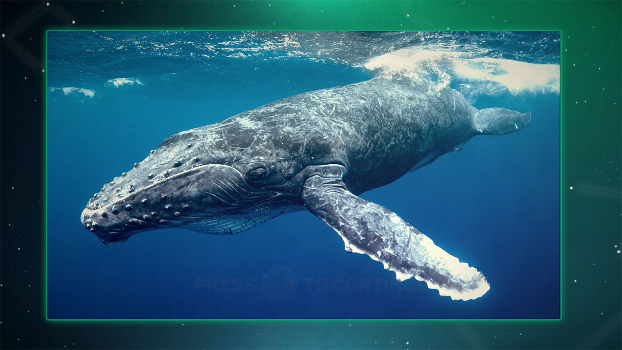 Puzzle Galaxy: Animal Album