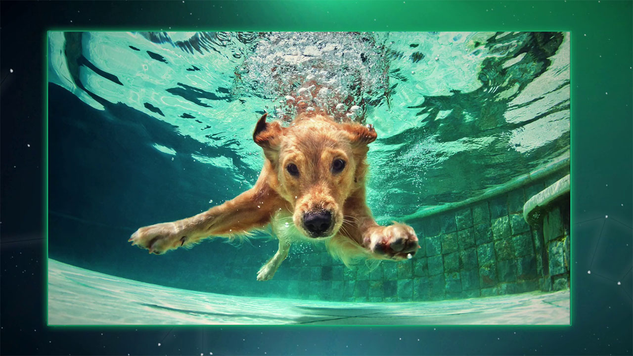 Puzzle Galaxy: Animal Album