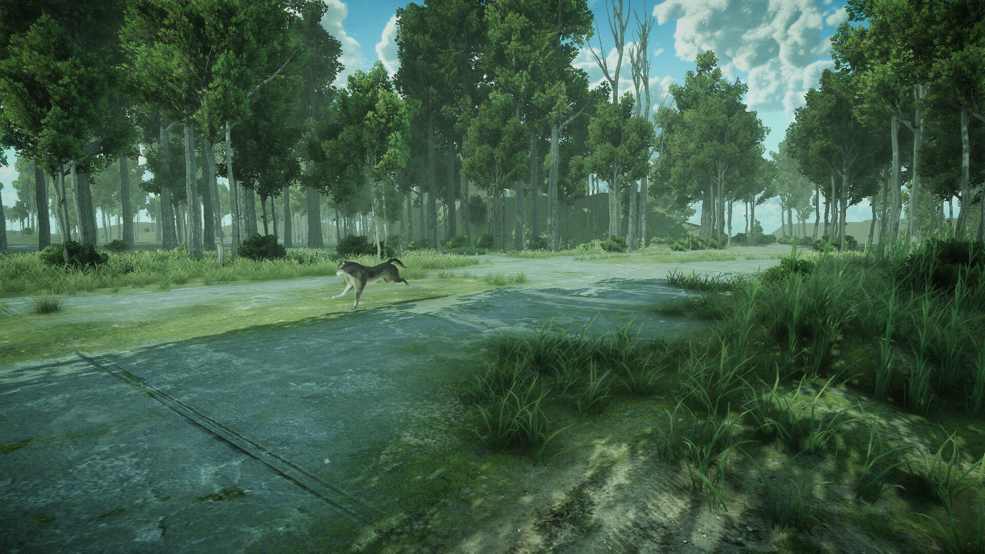 Forest Spring