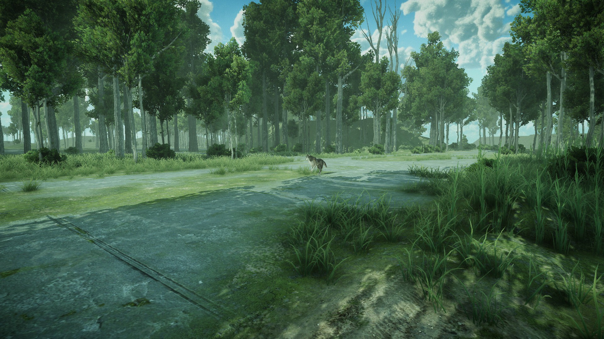 Forest Spring