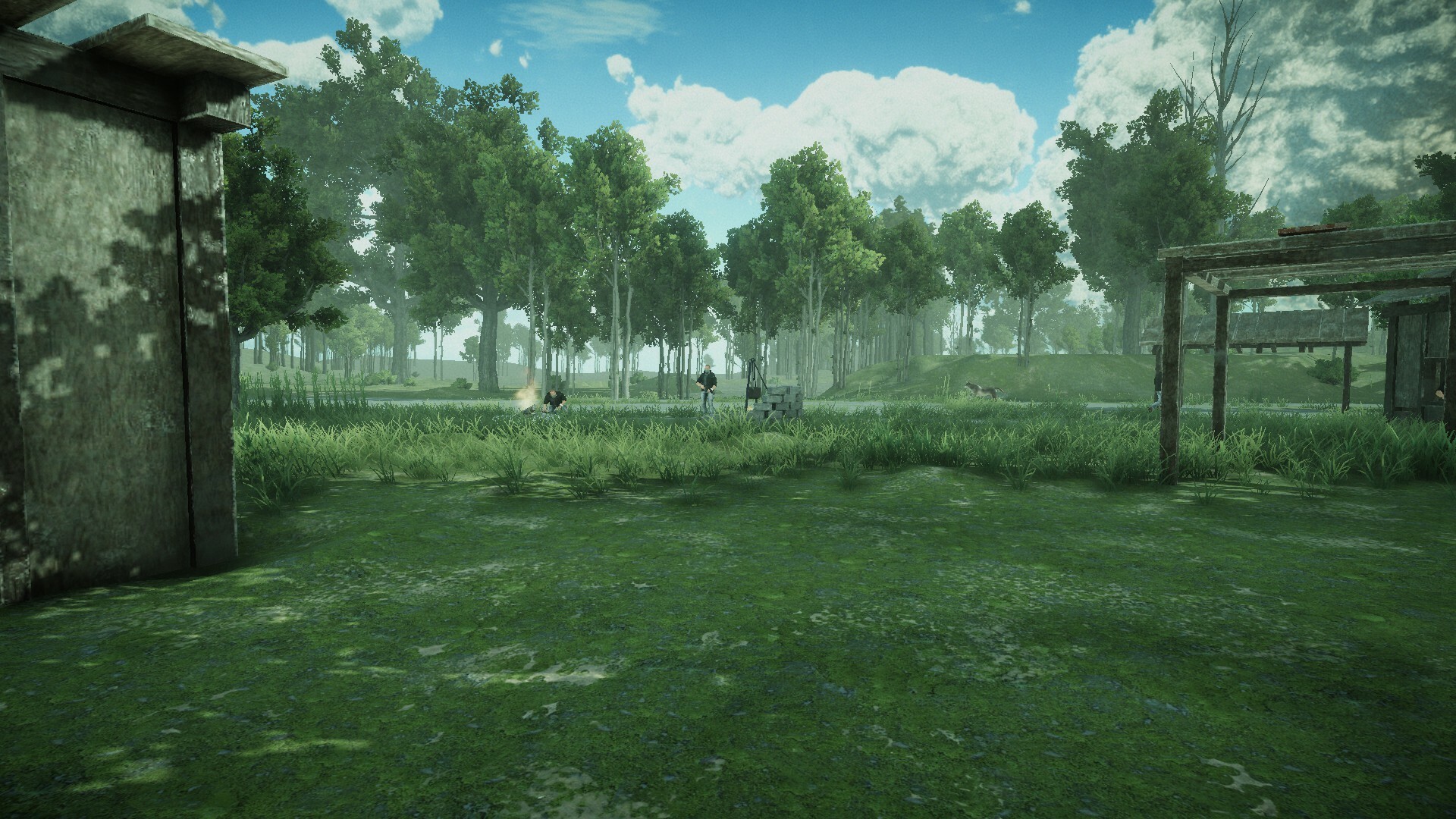 Forest Spring