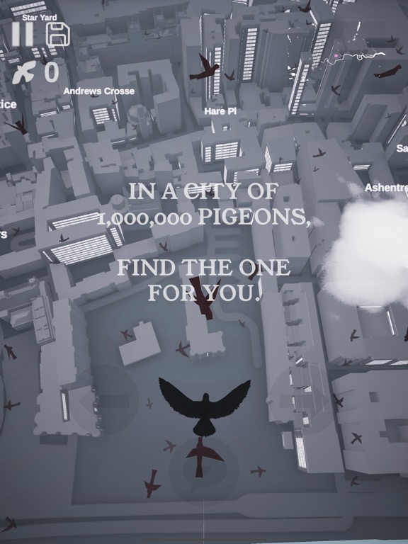 Pigeon: A Love Story