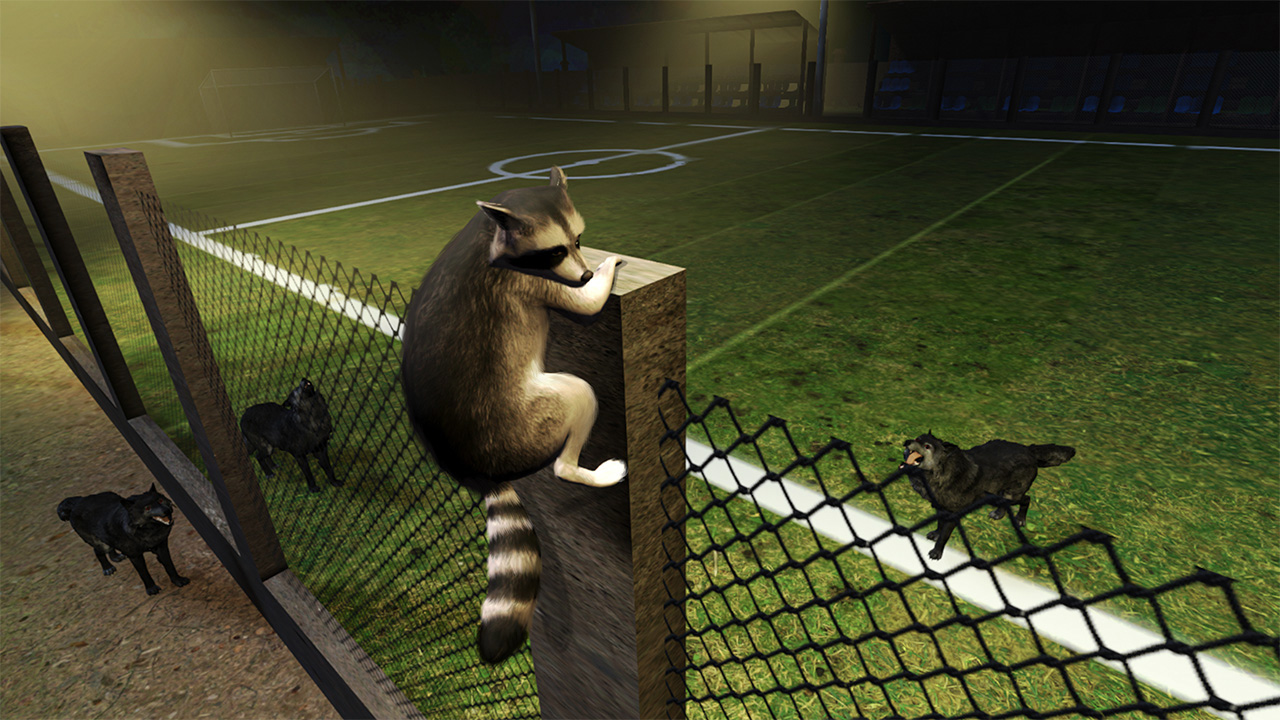 Raccoon Adventure