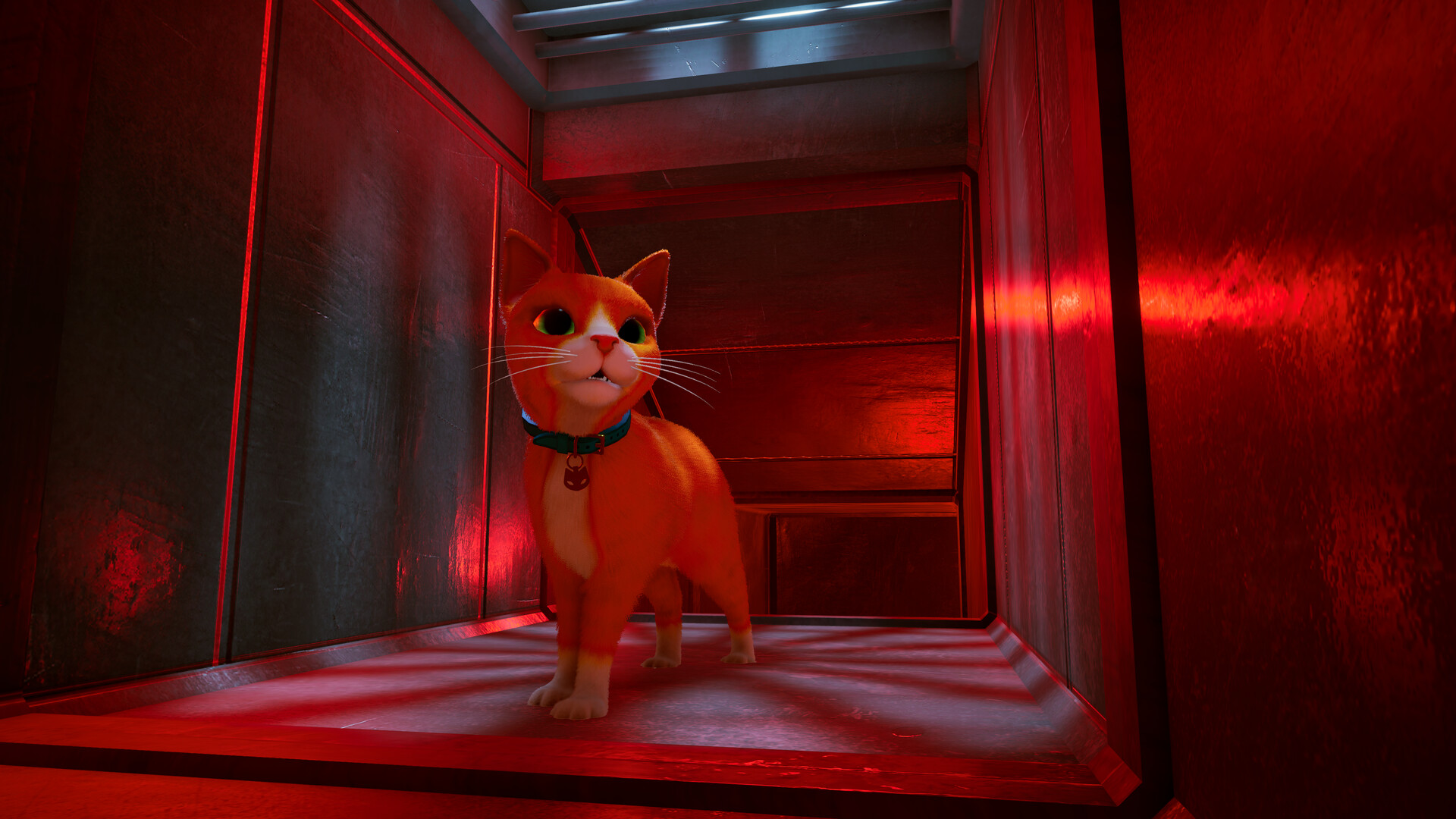 Schrodinger’s Cat Burglar