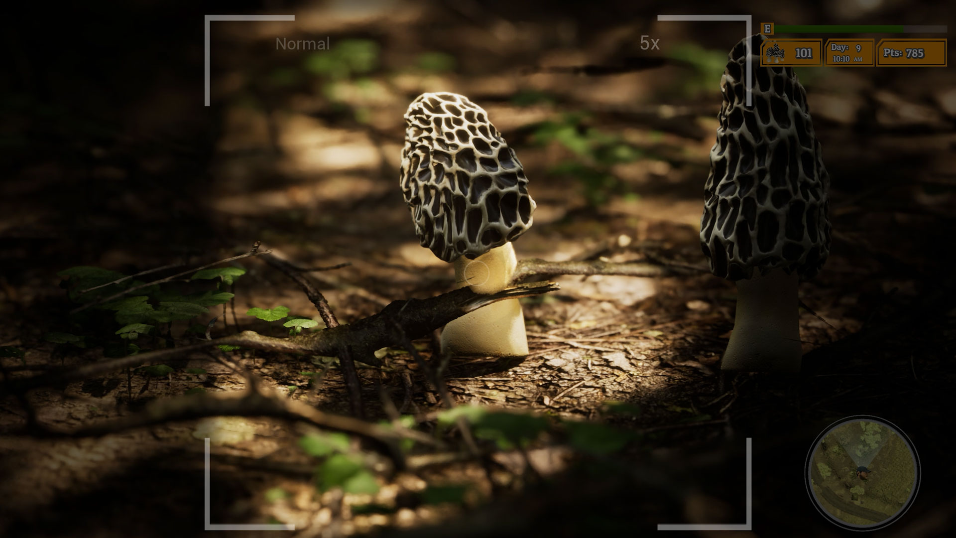 Morels: The Hunt 2