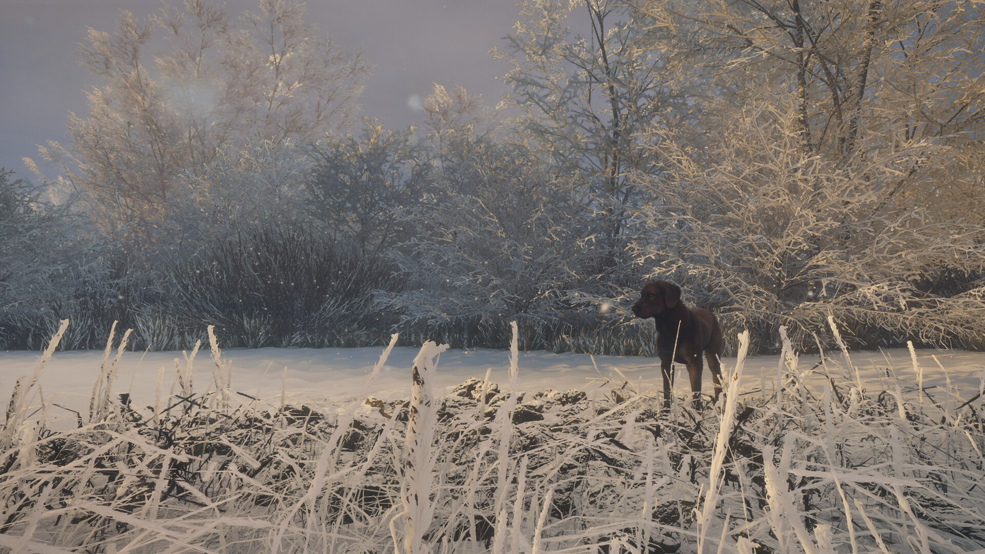 TheHunter: Call of the Wild – Labrador Retriever