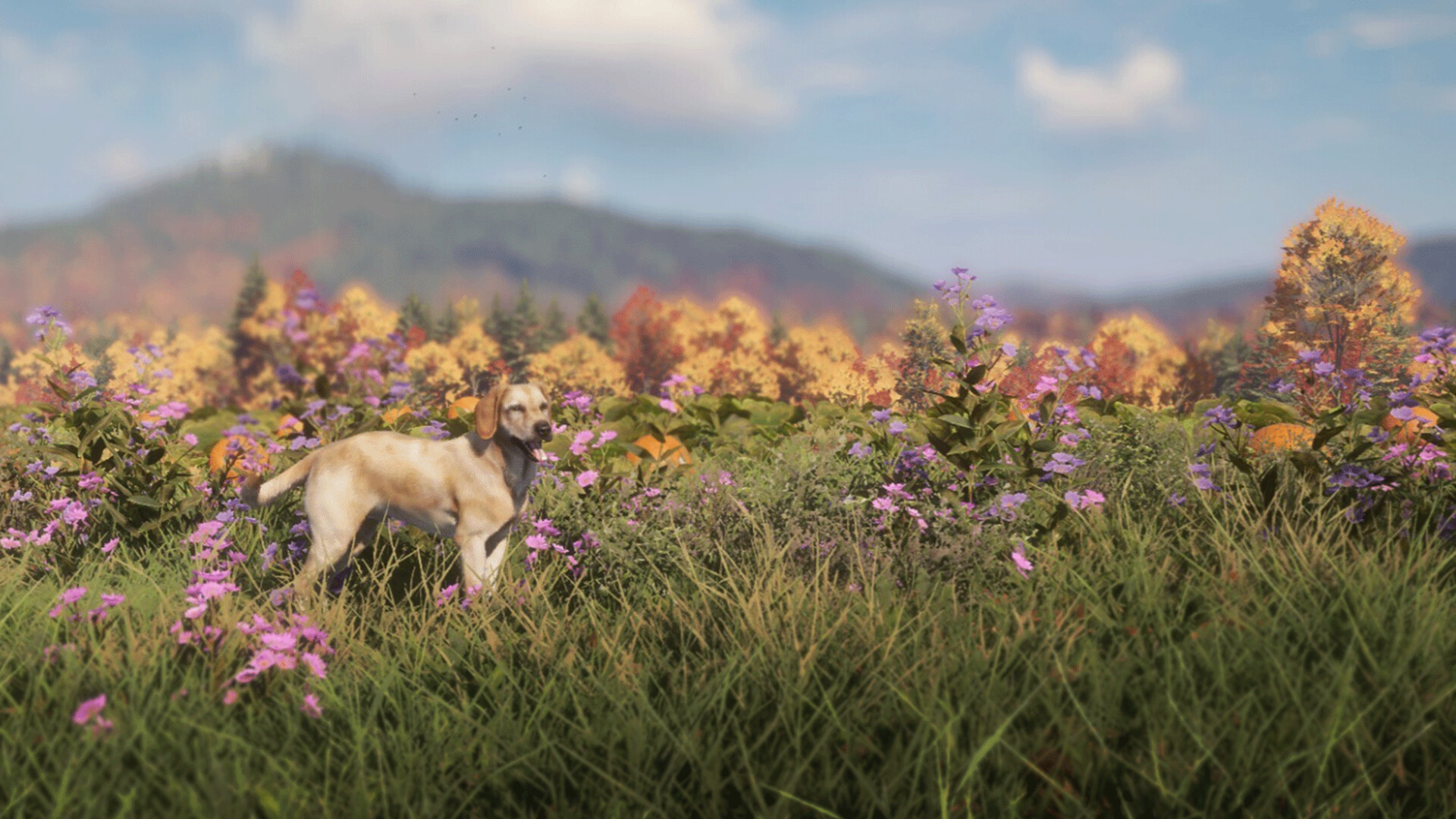 TheHunter: Call of the Wild – Labrador Retriever