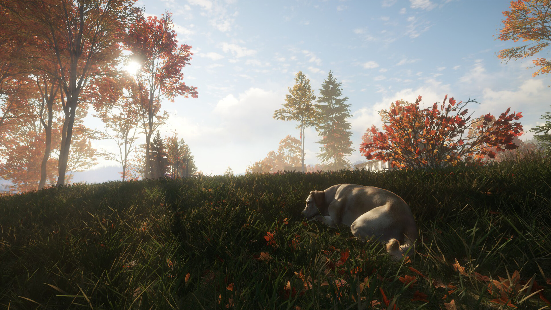 TheHunter: Call of the Wild – Labrador Retriever