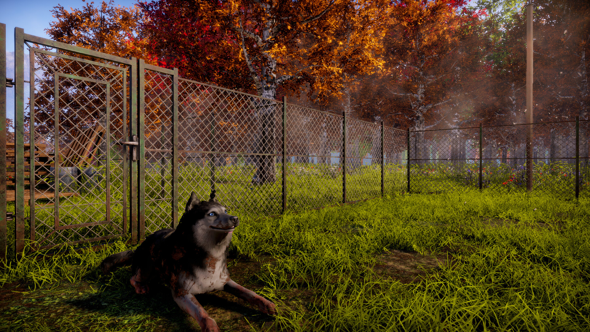 Animal Shelter 2