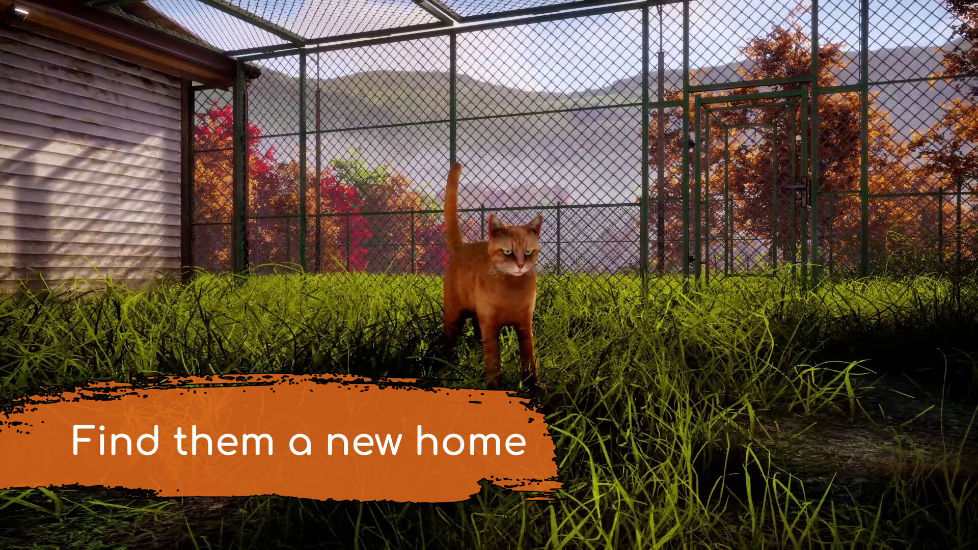 Animal Shelter 2