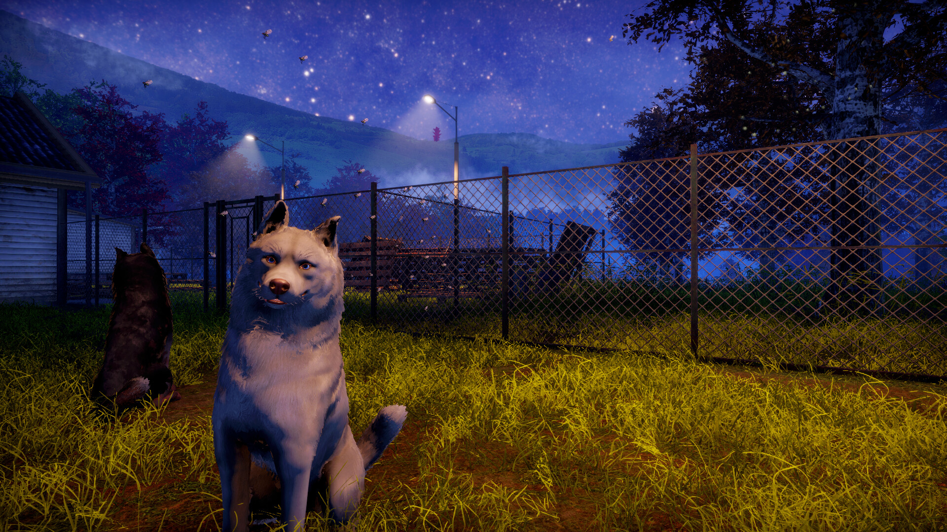 Animal Shelter 2