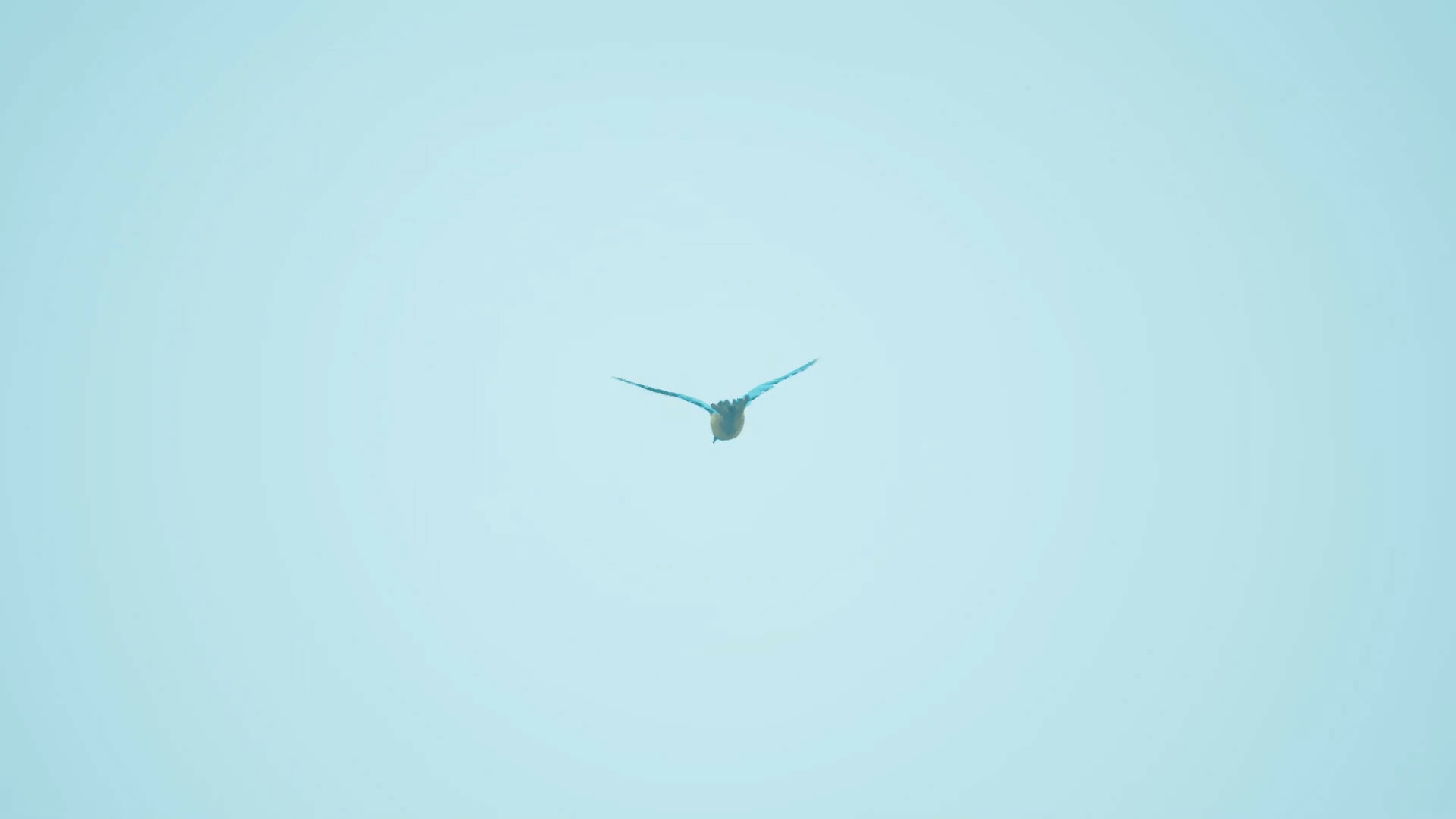 Bird Feather: Aquamarine World