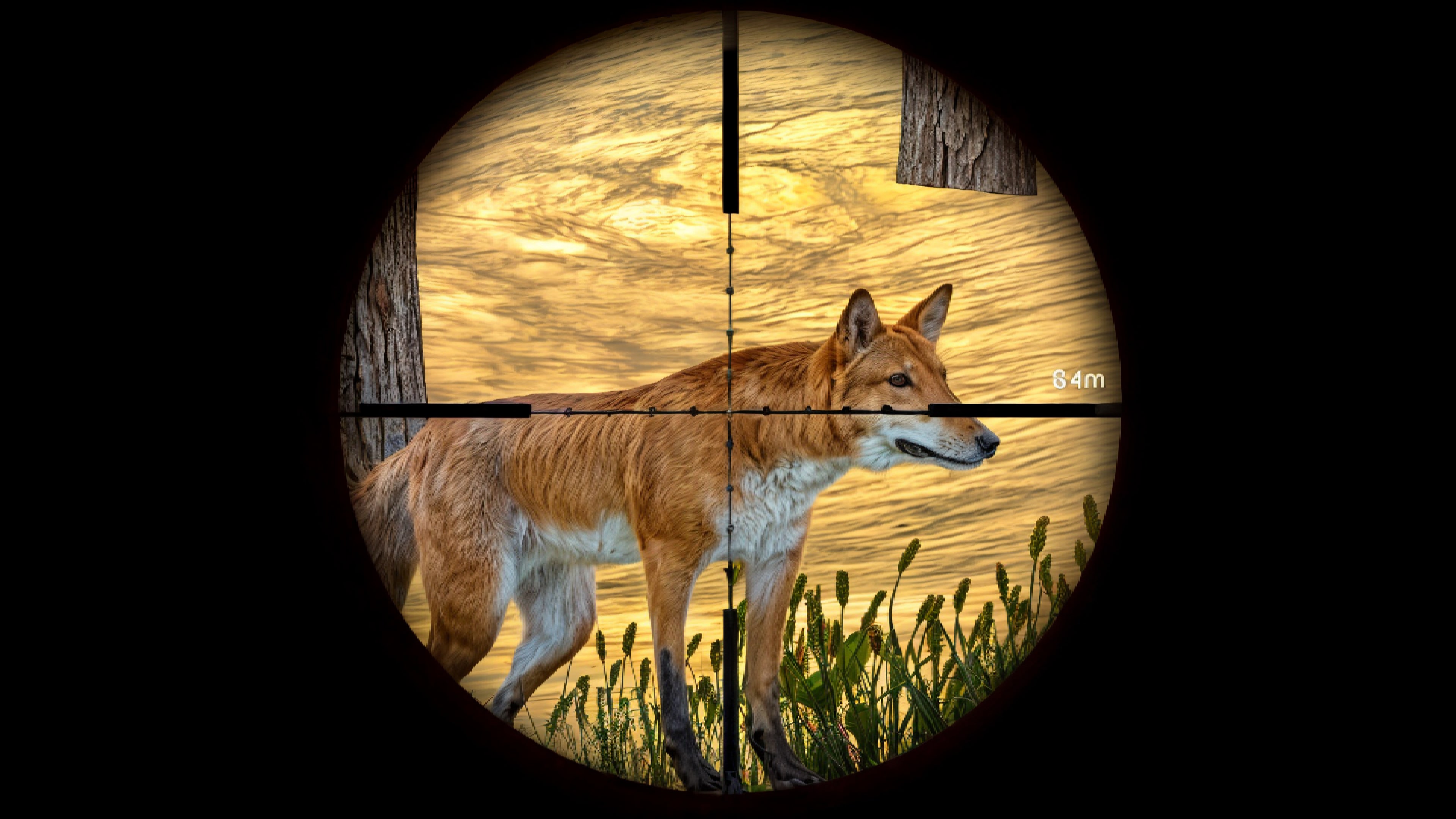 Animal Hunting 3D