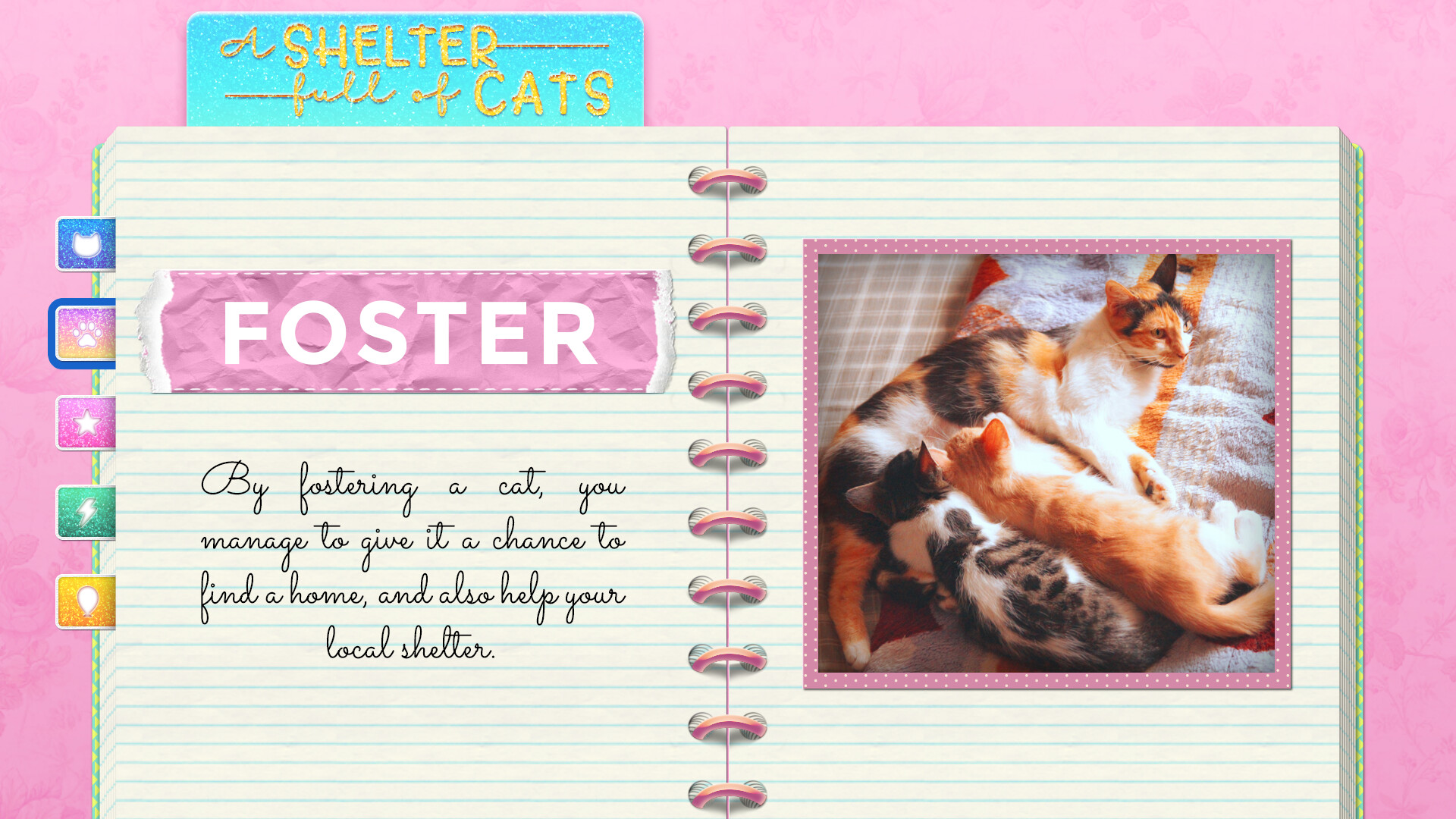 A Shelter Full of Cats