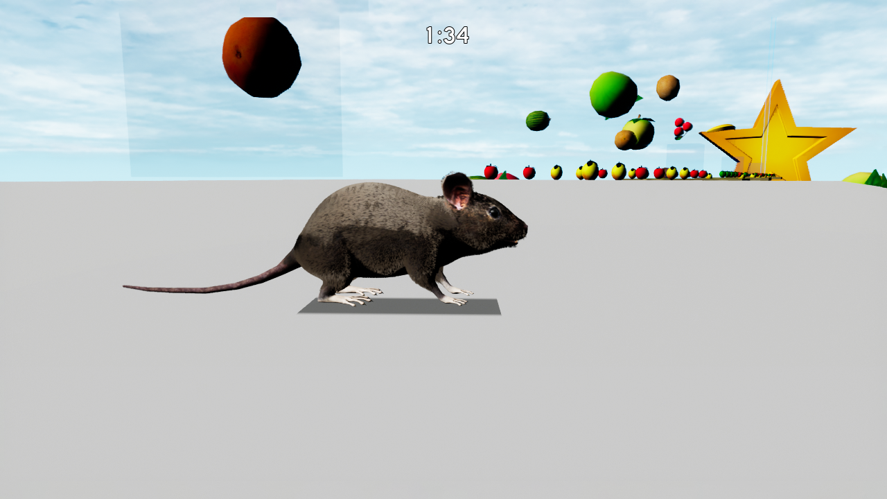 Rat Memory