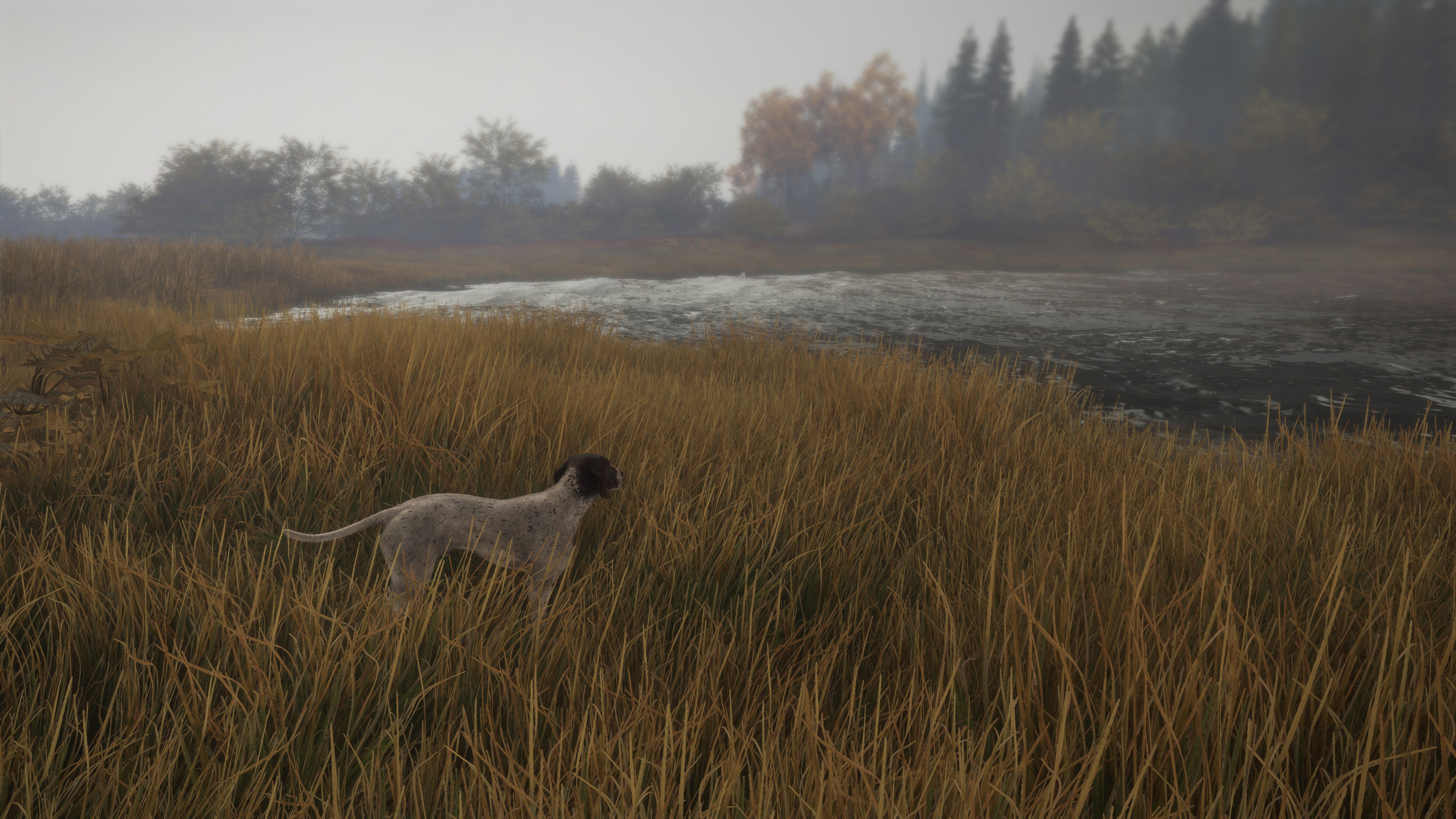 TheHunter: Call of the Wild – German Shorthaired Pointer