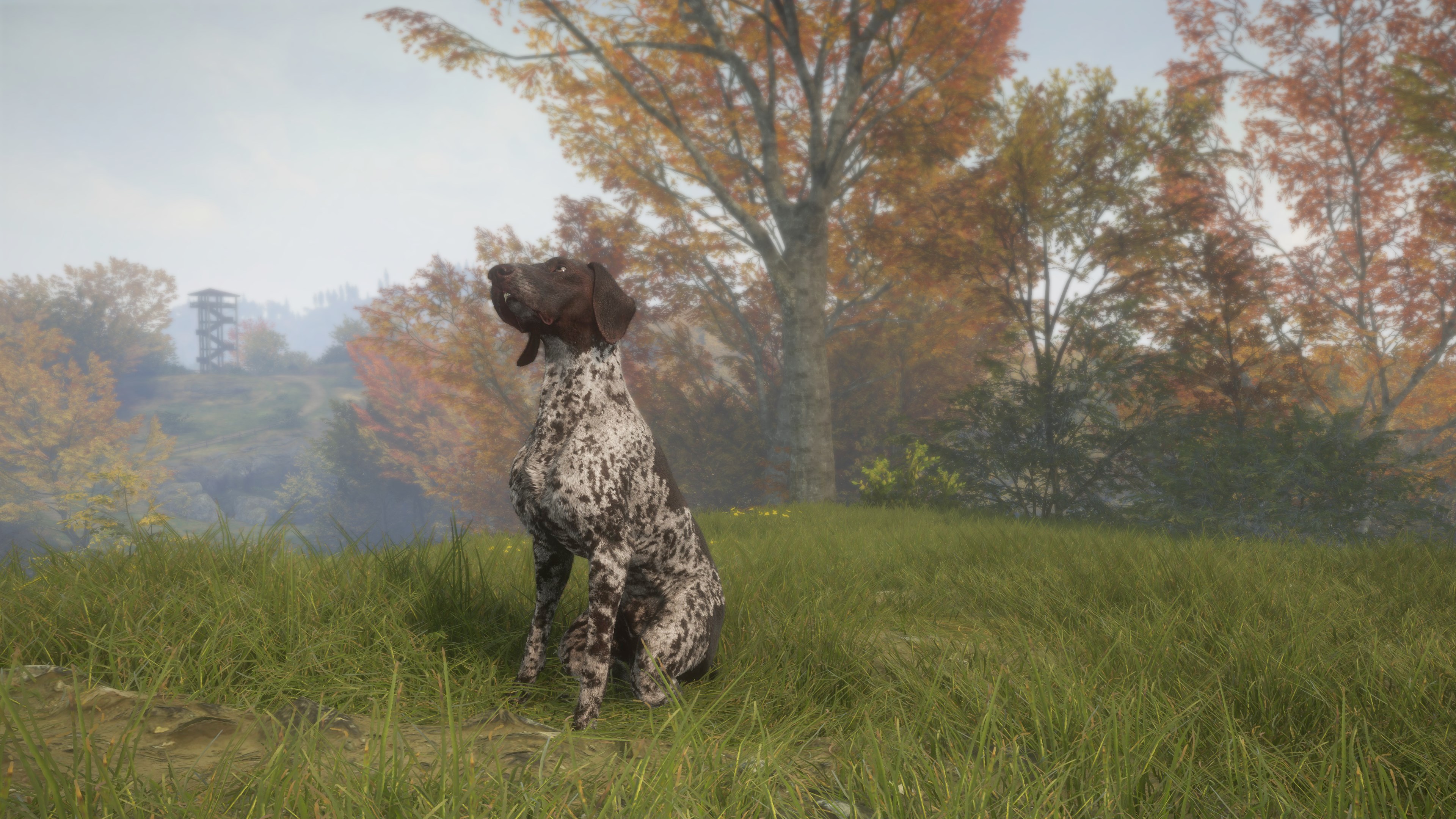 TheHunter: Call of the Wild – German Shorthaired Pointer