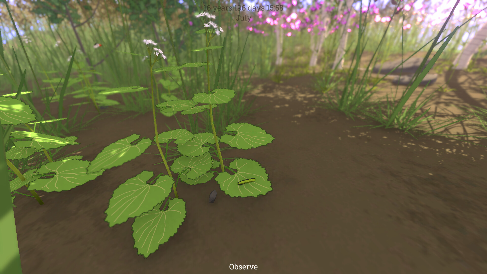 Grow Wild