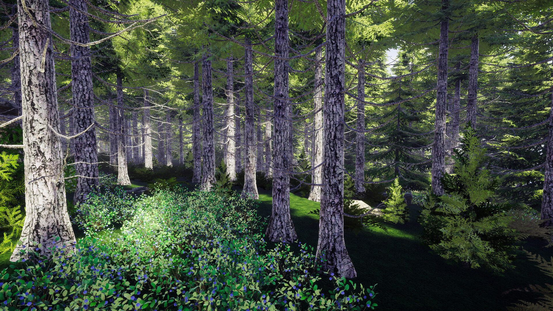 Finnish Forest