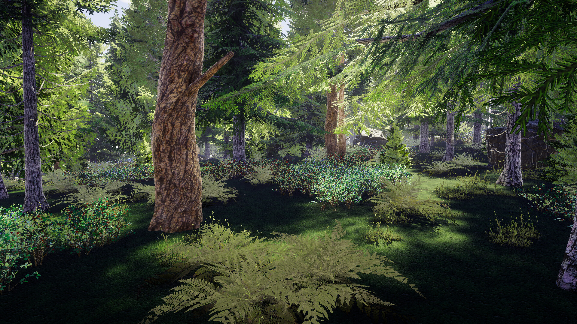 Finnish Forest