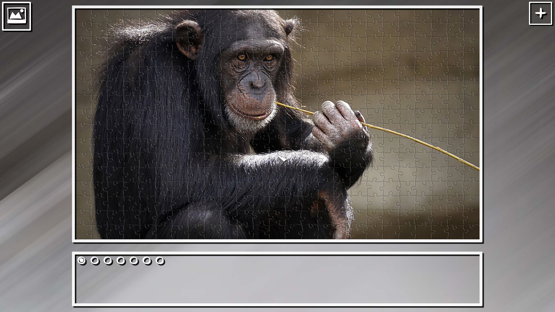 Super Jigsaw Puzzle: Generations – Monkeys &amp; Apes Puzzles