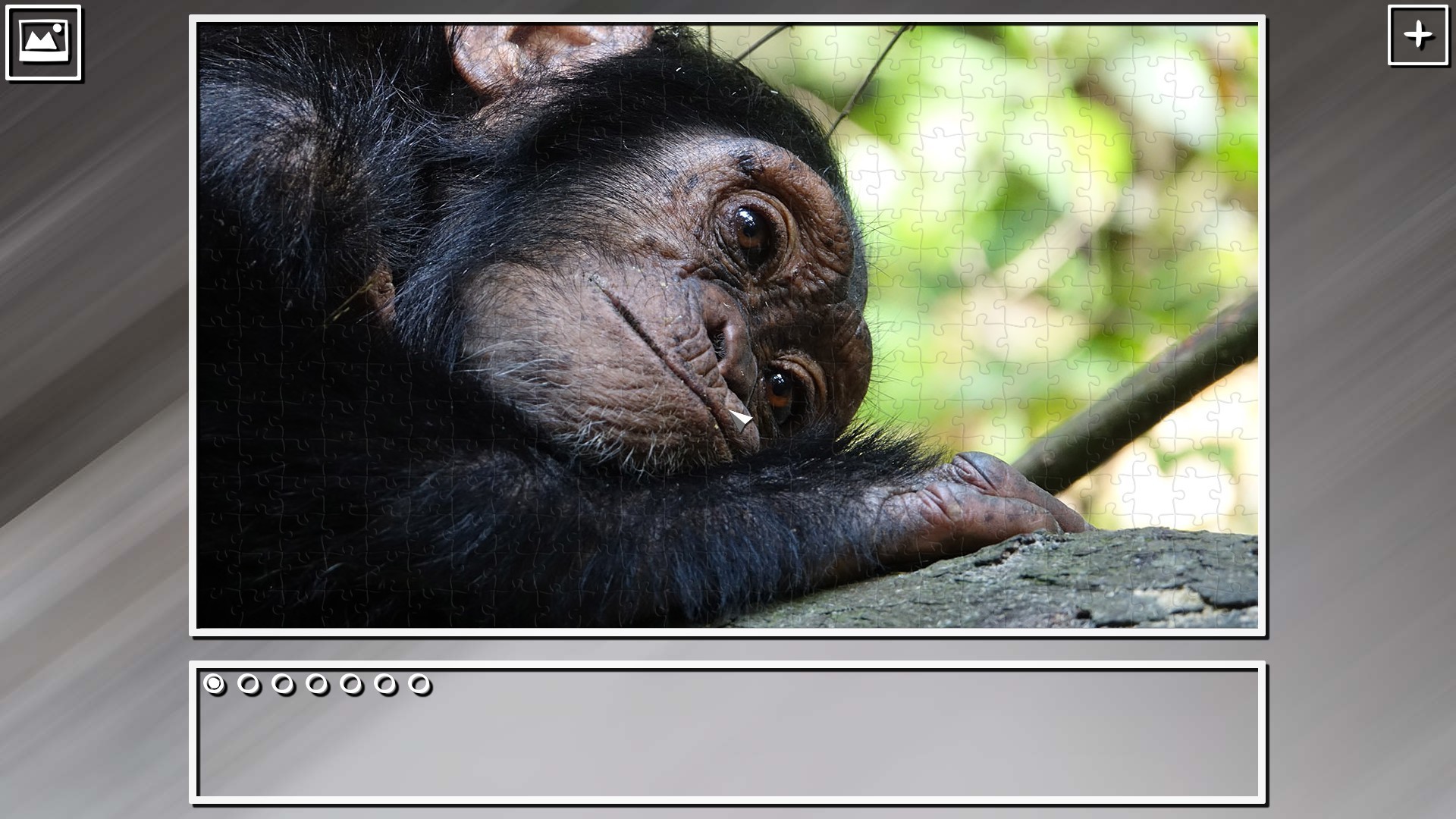 Super Jigsaw Puzzle: Generations – Monkeys &amp; Apes Puzzles